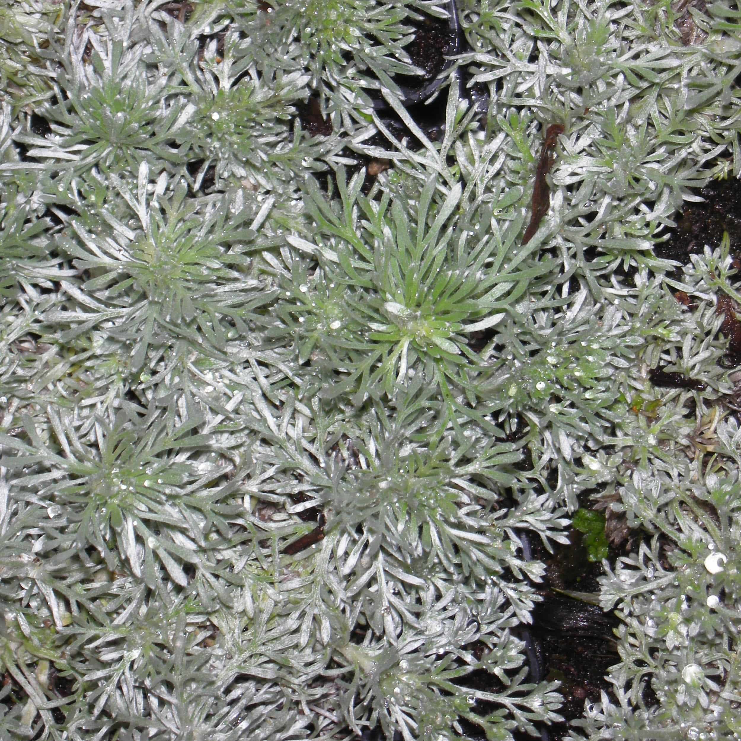 Artemisia schmidtiana 'Nana' - Zwergiger Silberbeifuß