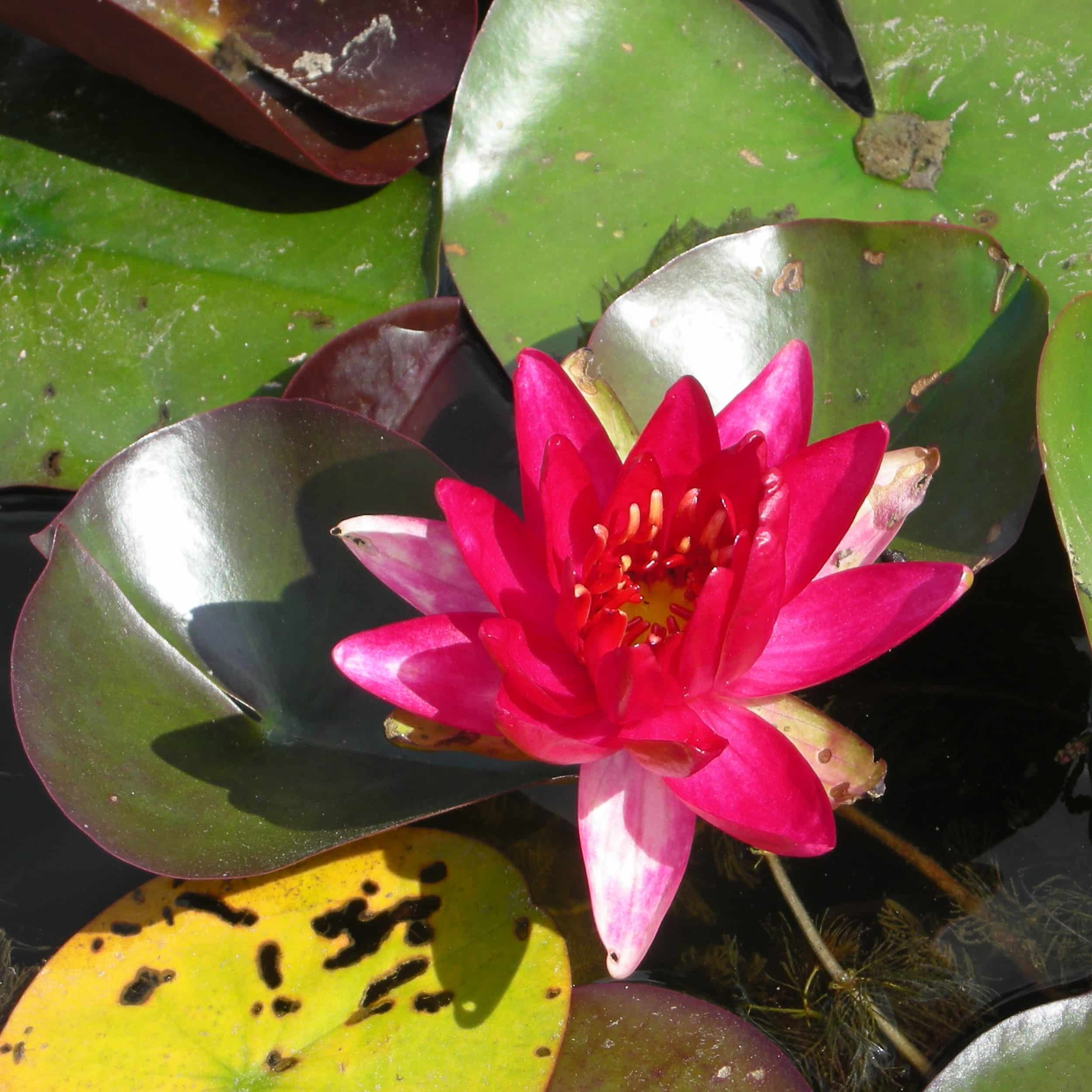 Nymphaea Hybride 'Perry's Red Glow' - Seerose