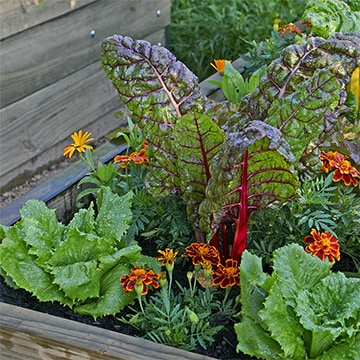 Gemüse im Hochbeet Salat und mangold