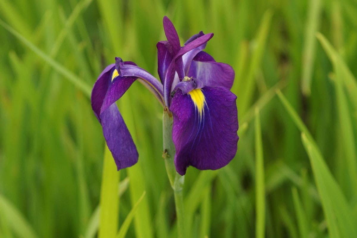 Iris ensata (kaempferi) - Japan-Schwertlilie