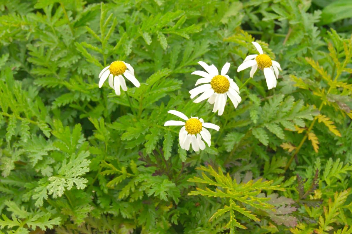 Tanacetum corymbosum (Chrysanthemum corymbosum) - Straußmargerite, Wucherblume