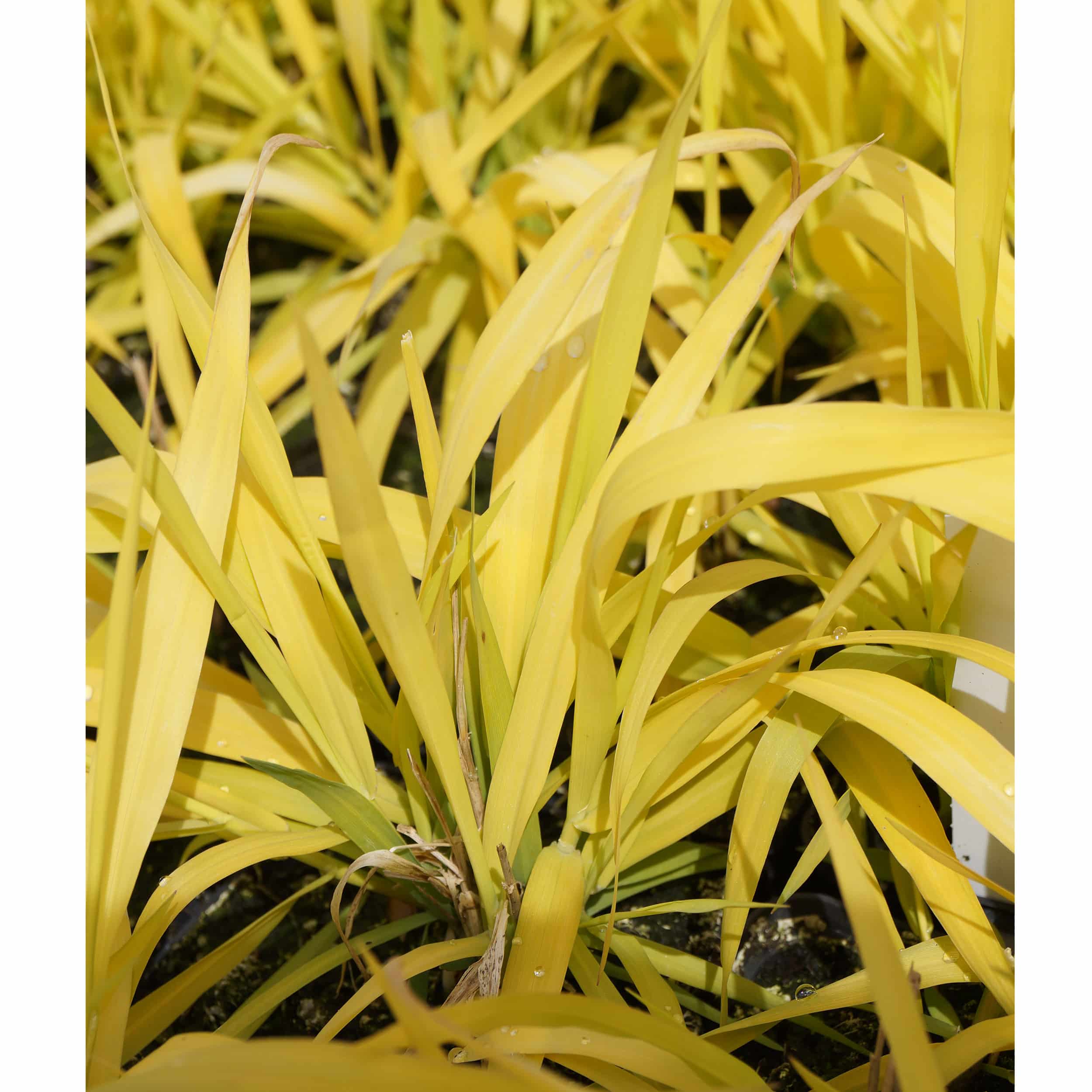 Phalaris arundinacea 'Pure Gold' - Rohrglanzgras