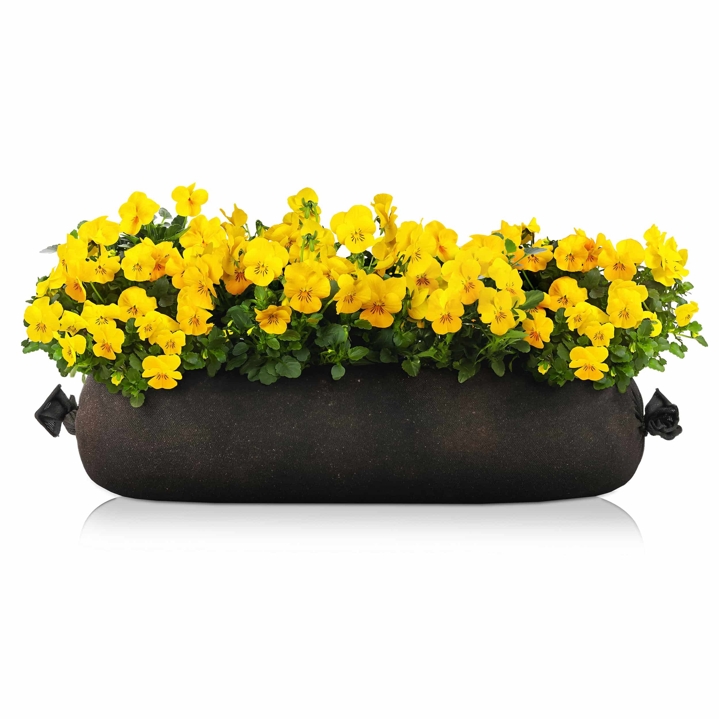 Hornveilchen-Bag 40 cm gelb Sonne