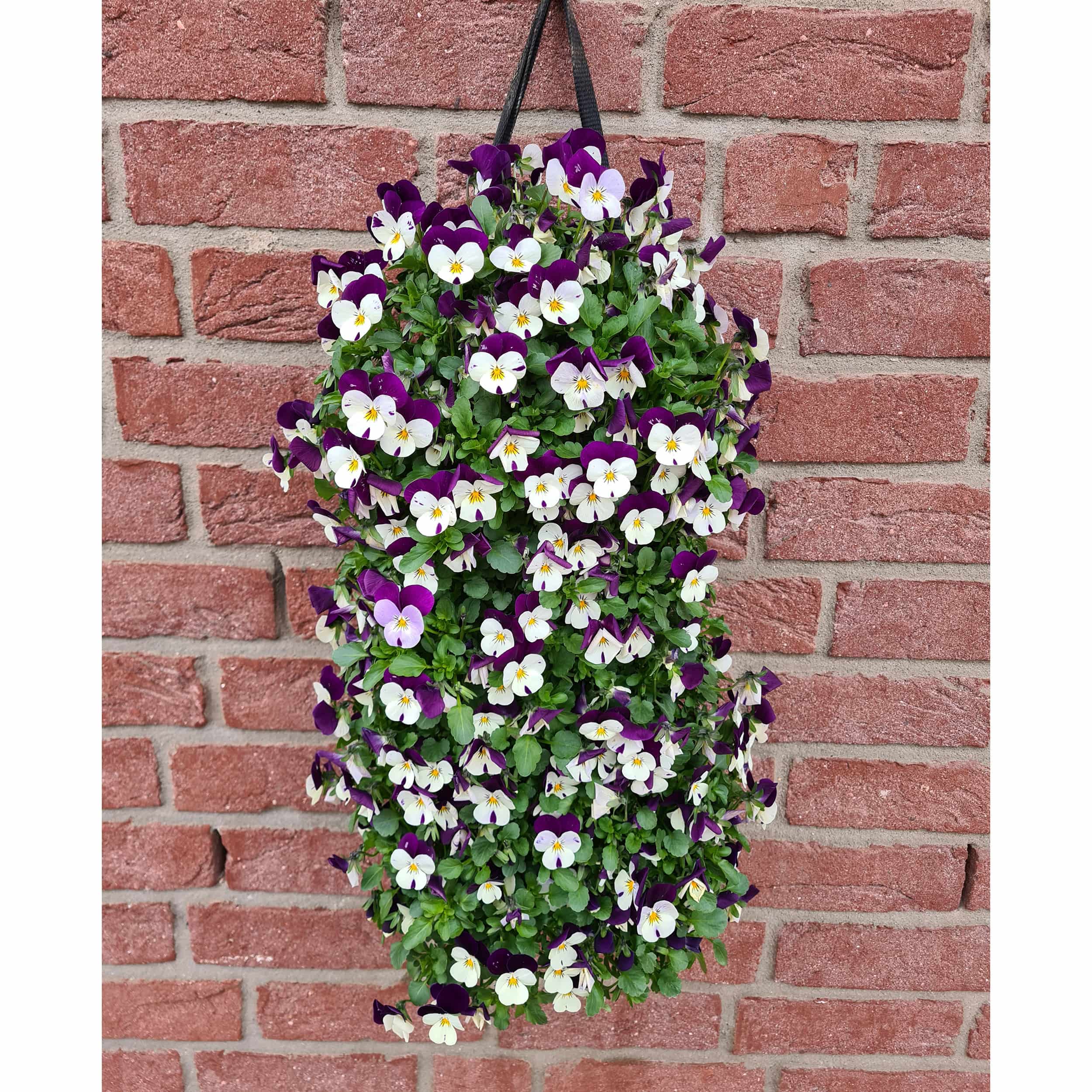 Hornveilchen-Wandhänger 'Vertical' L50 cm Blütenfarbe: Uni weiß-violett