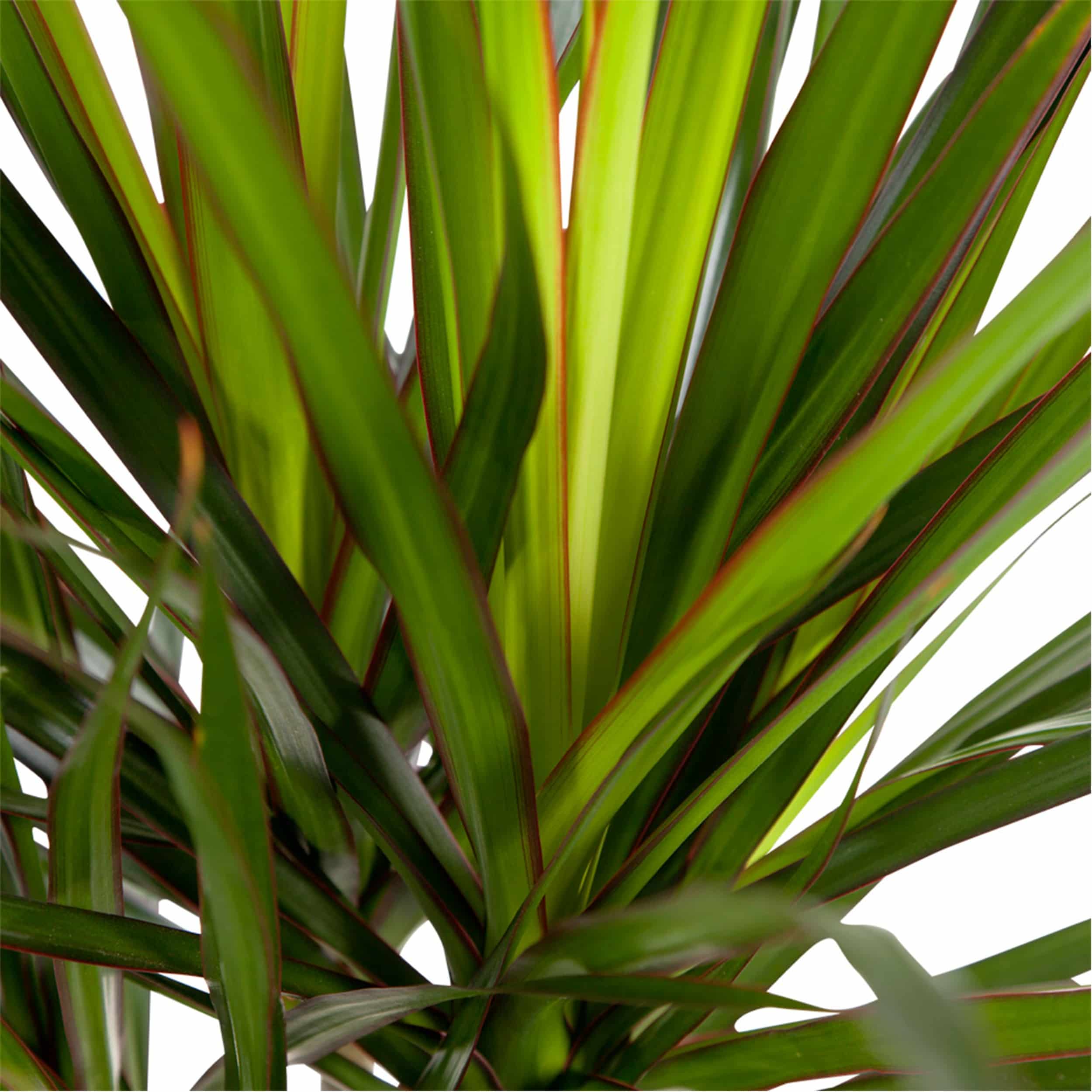 Dracaena marginata - Drachenbaum 11 cm Topf