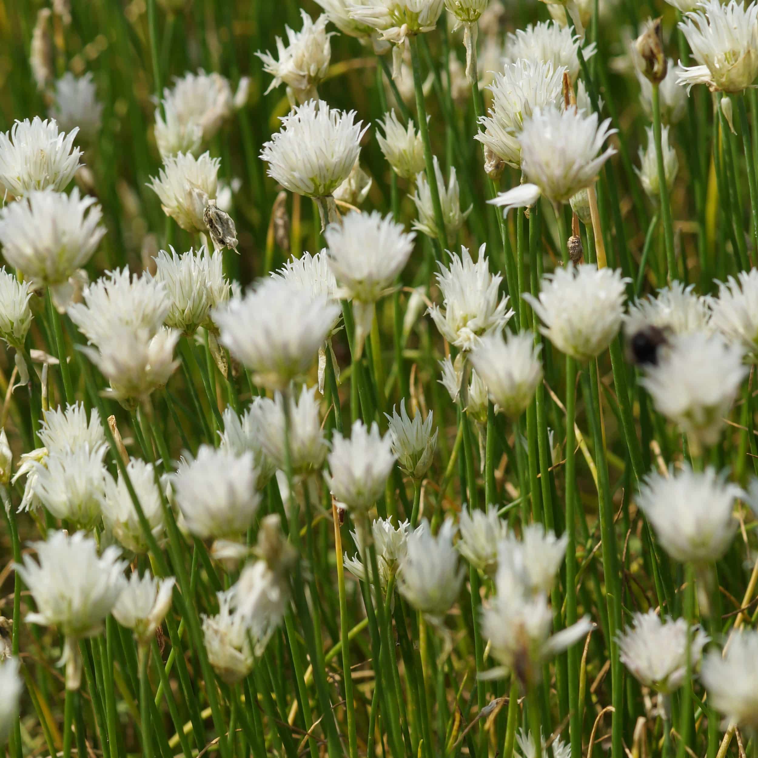 Allium schoenoprasum 'Corsican White' - Weißer Schnittlauch