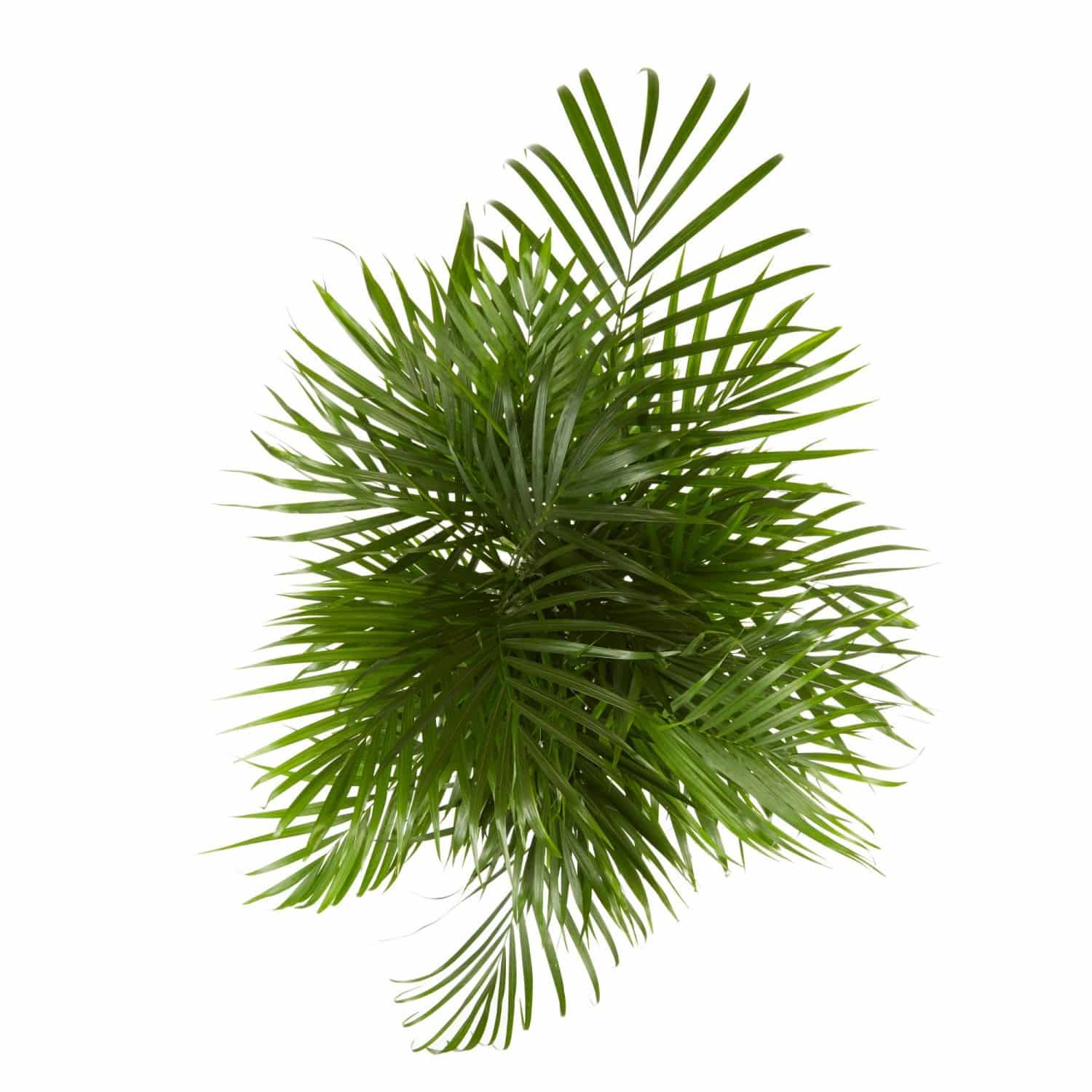Dypsis lutescens Eco - Areca-Palme 24 cm Topf