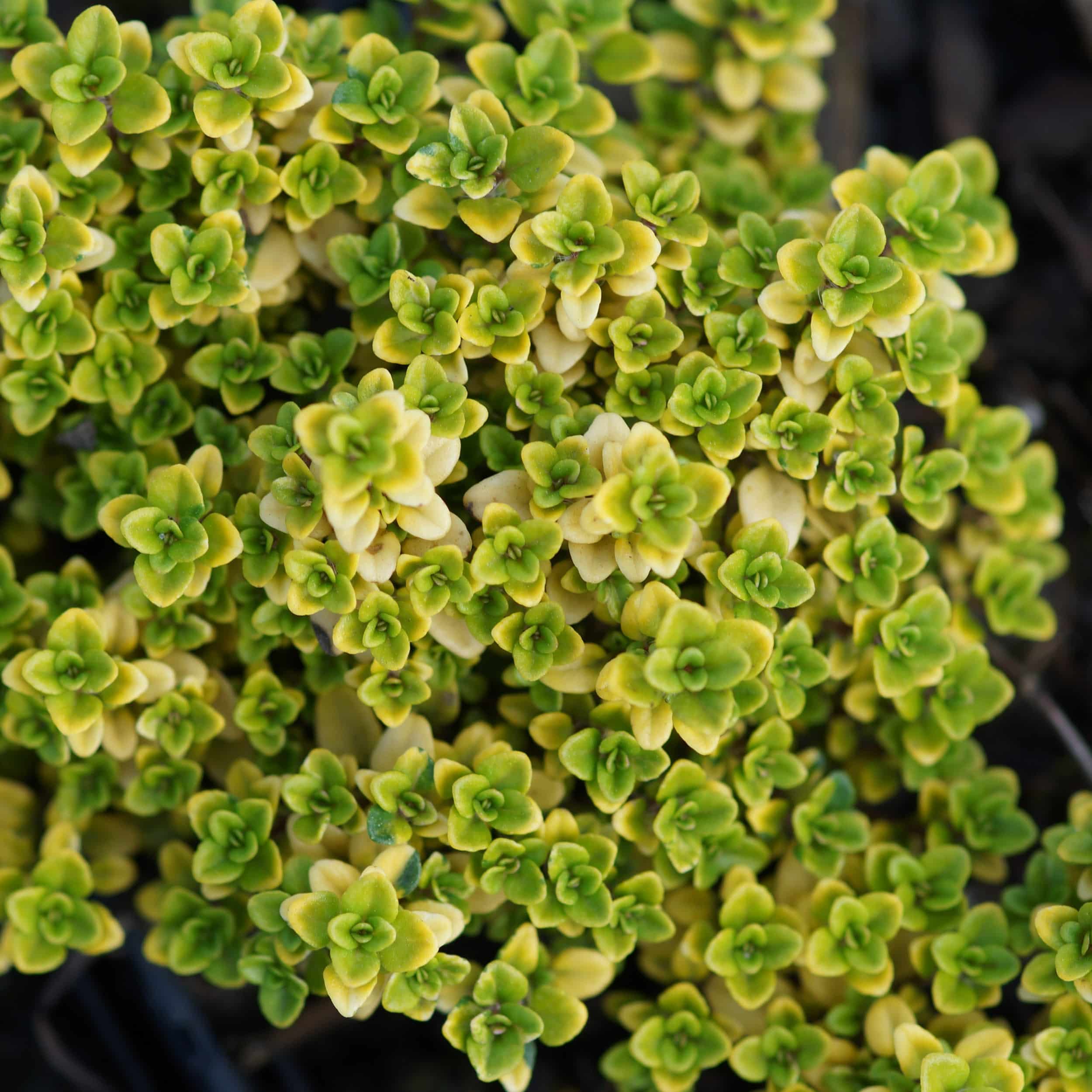 Thymus x citriodorus 'Golden Dwarf' - Garten-Zitronenthymian
