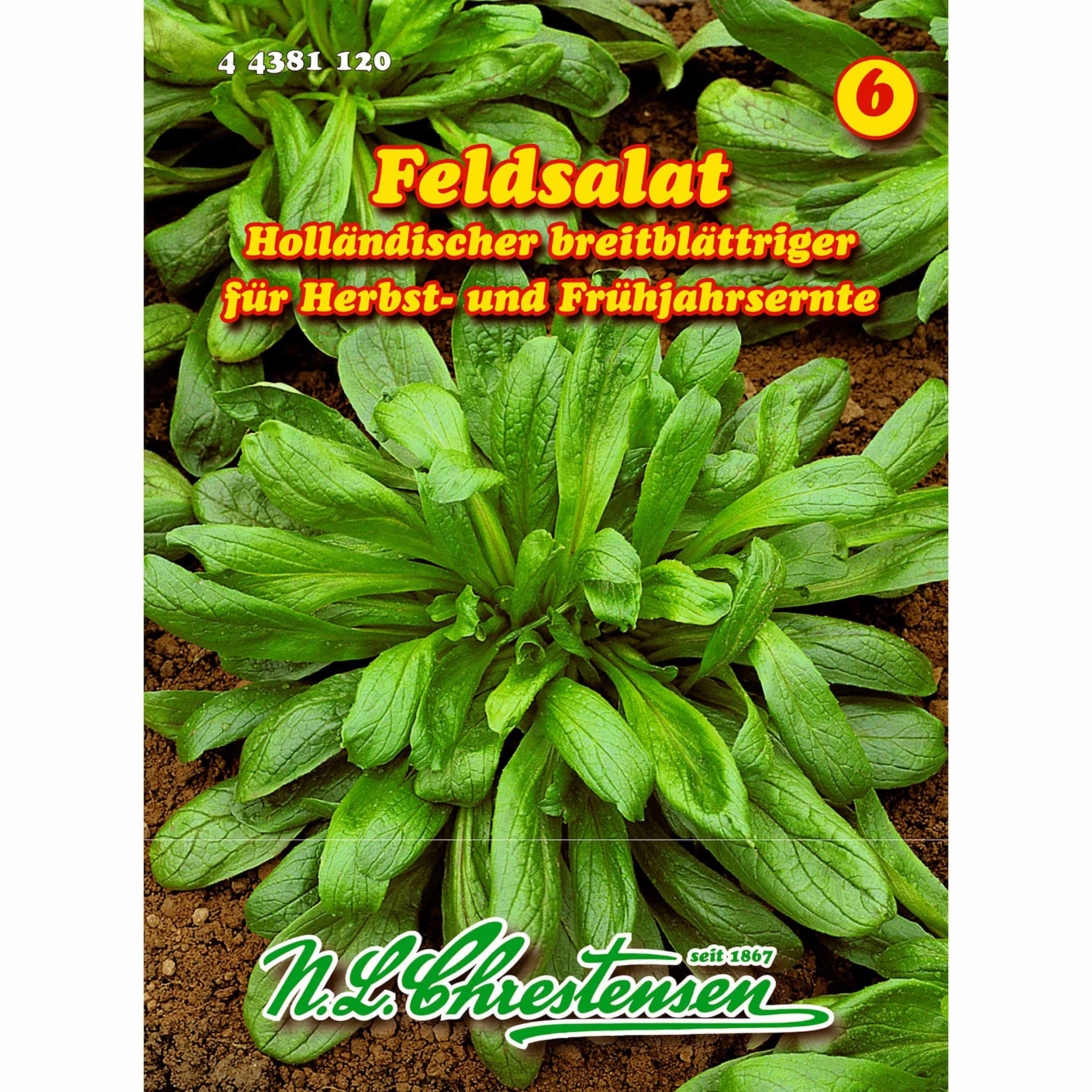 Feldsalat , Holländischer breitblättriger für 30-35 lfd. Meter