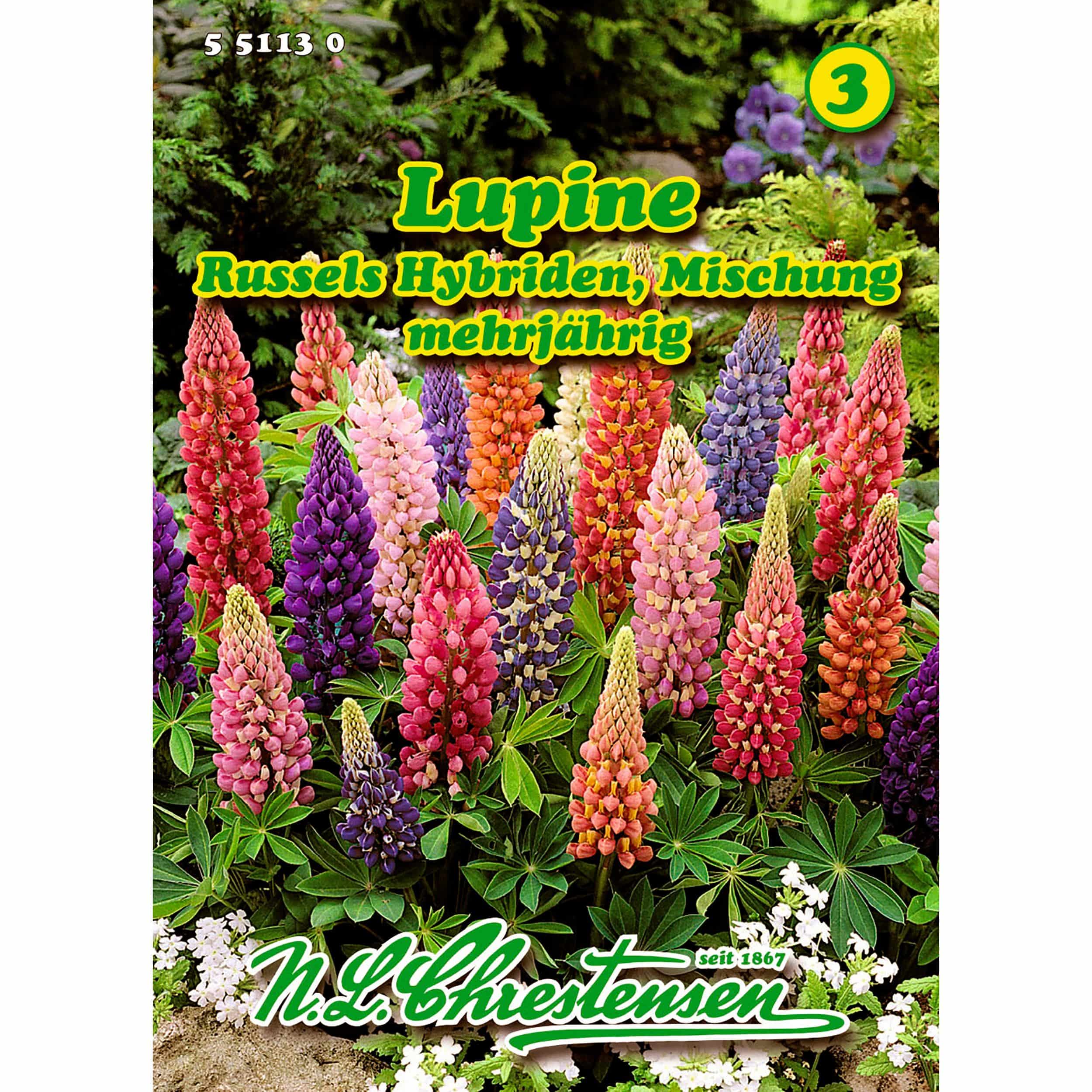 Lupinus polyphyllus, Lupine, Russels Hybr.-Mischung