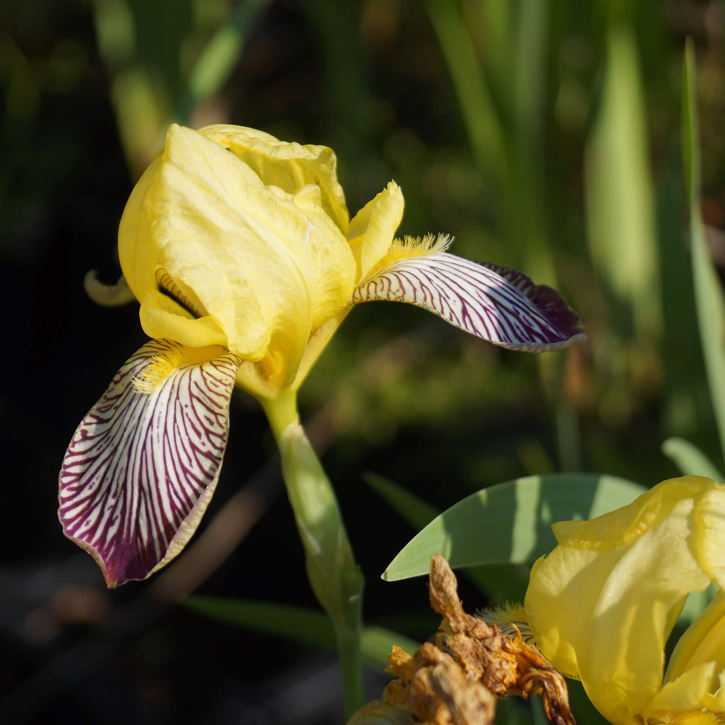 Iris variegata - Bunte Schwertlilie