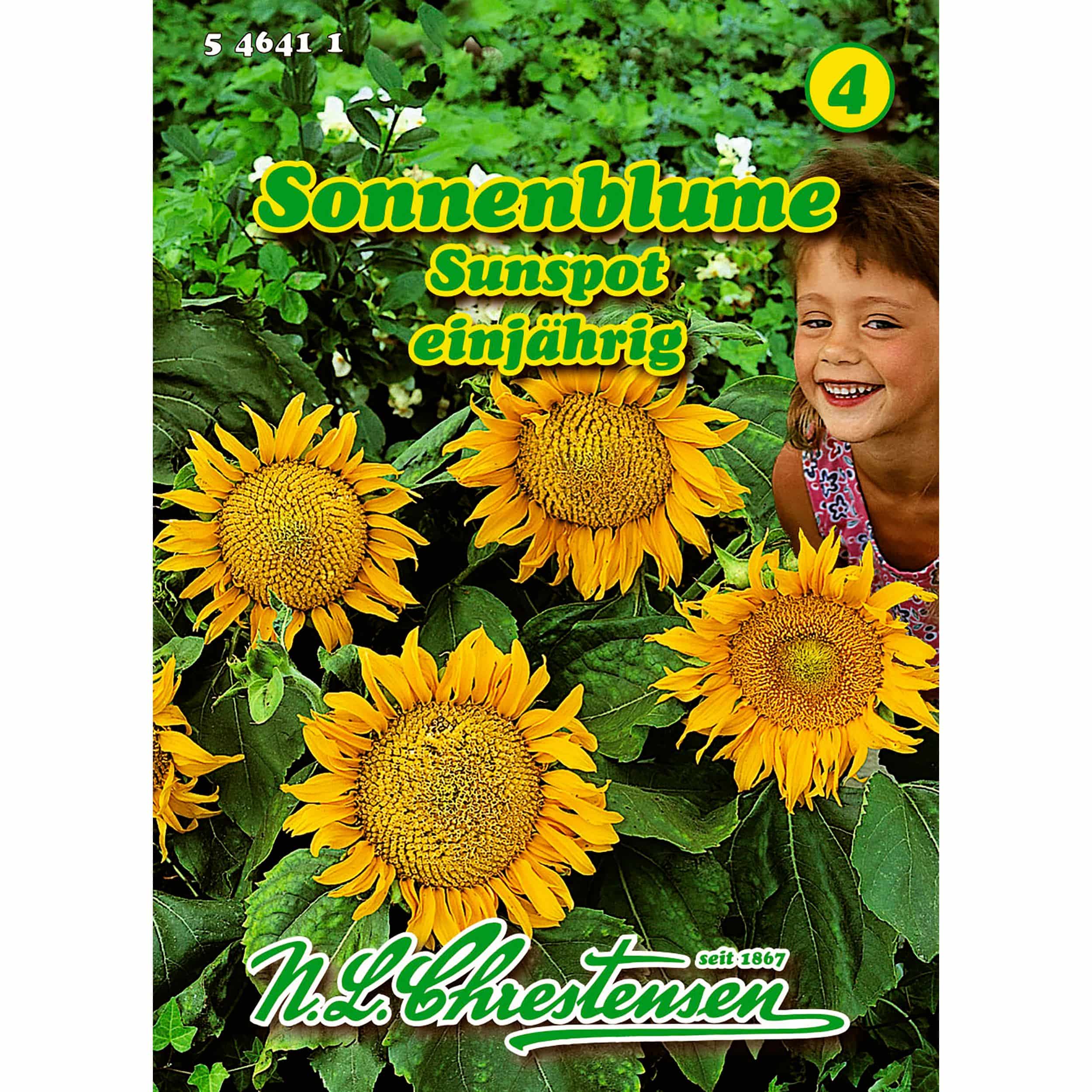 Helianthus, Sonnenblume, Sunspot