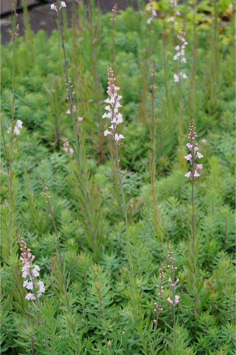 Linaria purpurea 'Canon J.Went' - Purpur-Leinkraut