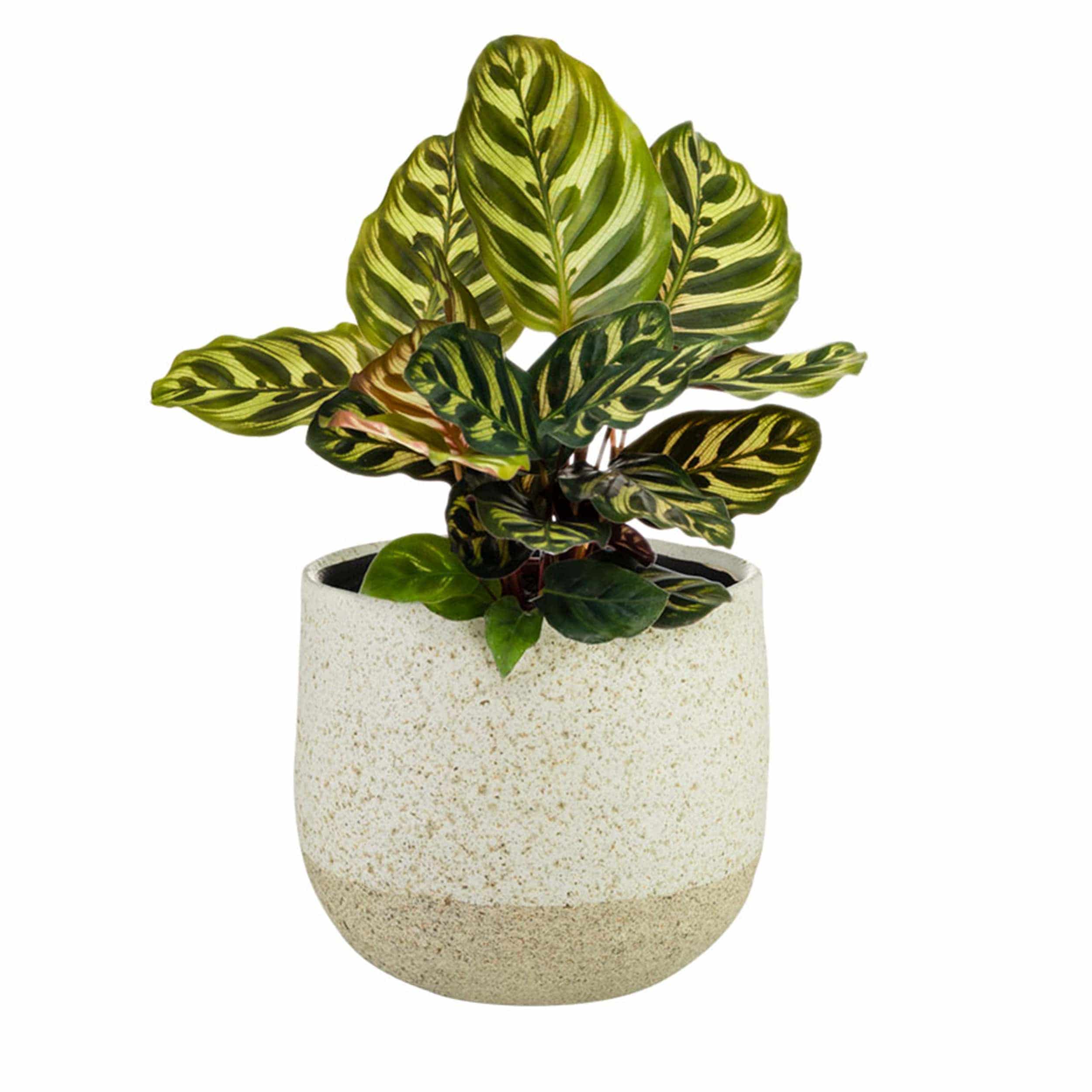 Keramik-Blumentopf Iris D14 cm sand Auslaufmodell