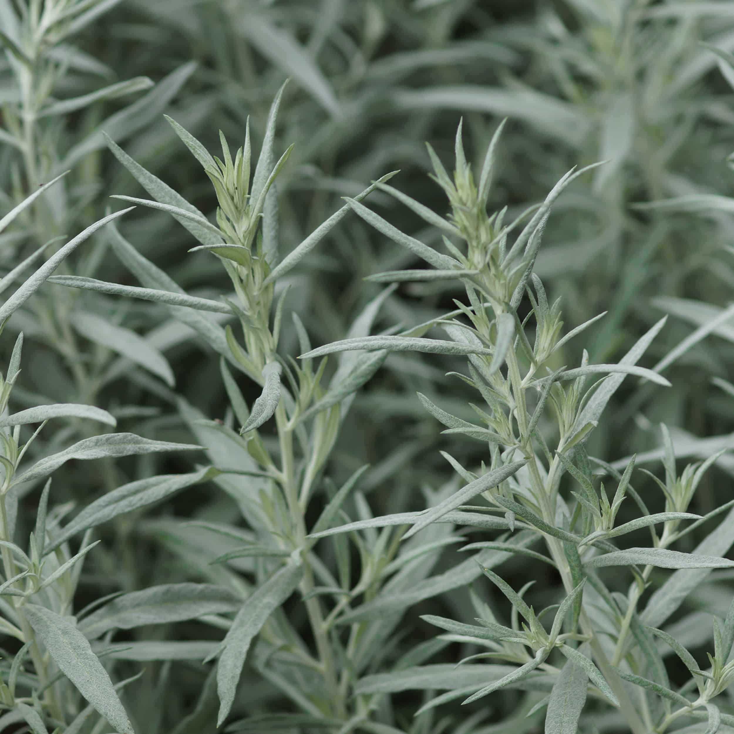 Artemisia ludoviciana 'Silver Queen' - Edelraute