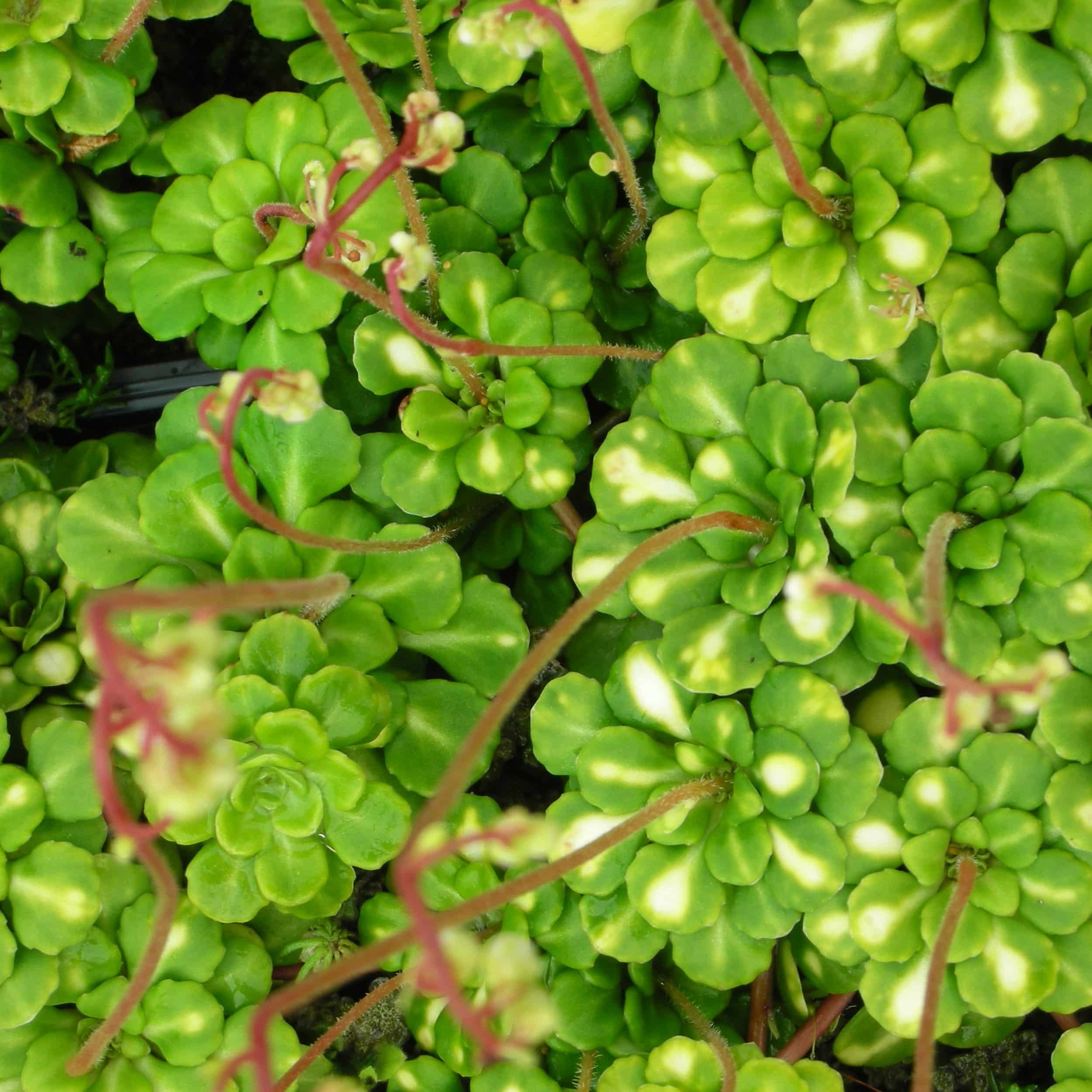 Saxifraga cuneifolia 'Variegata' - Kleiner Schattensteinbrech