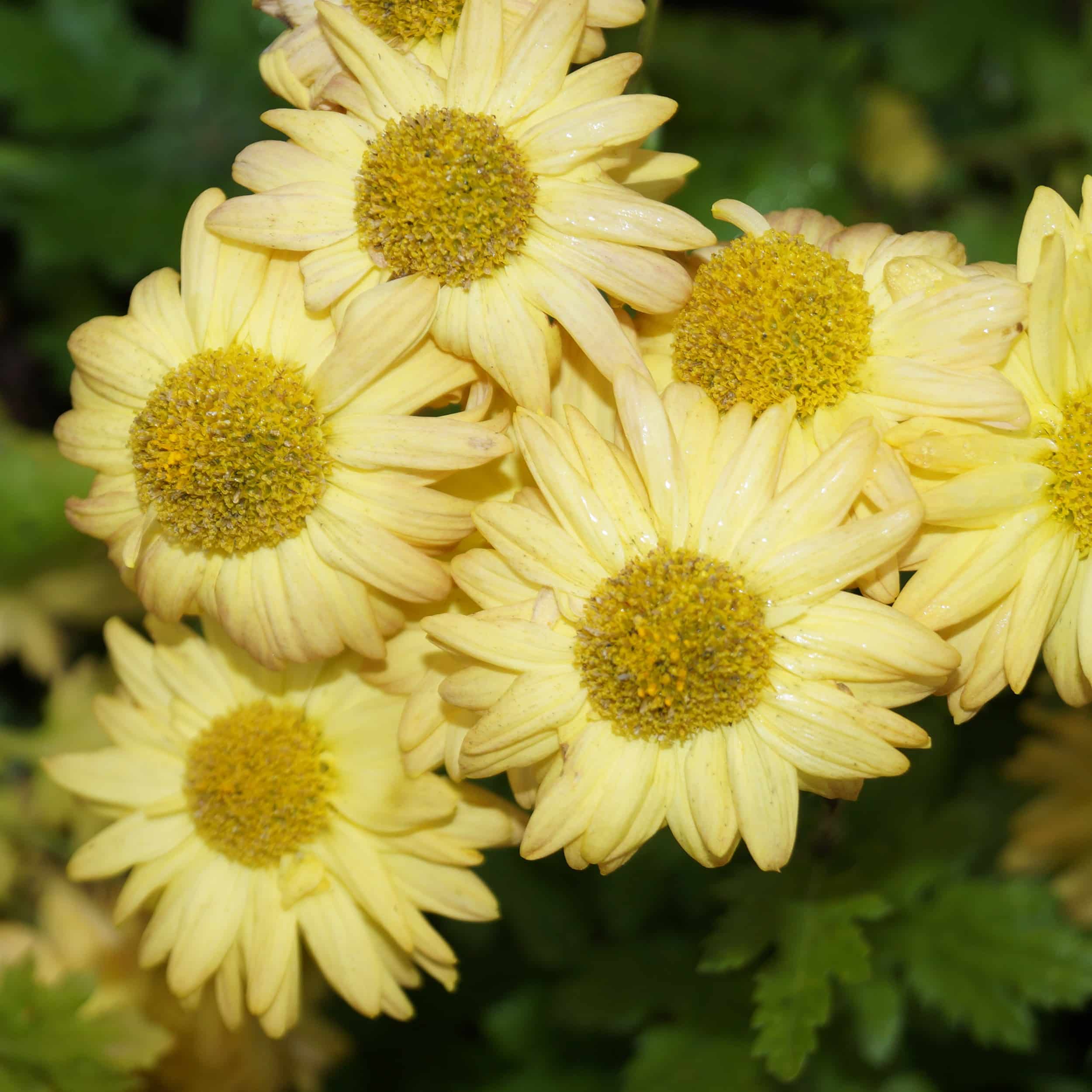 Chrysanthemum Indicum-Hybr. 'Goldmarianne' - Winteraster