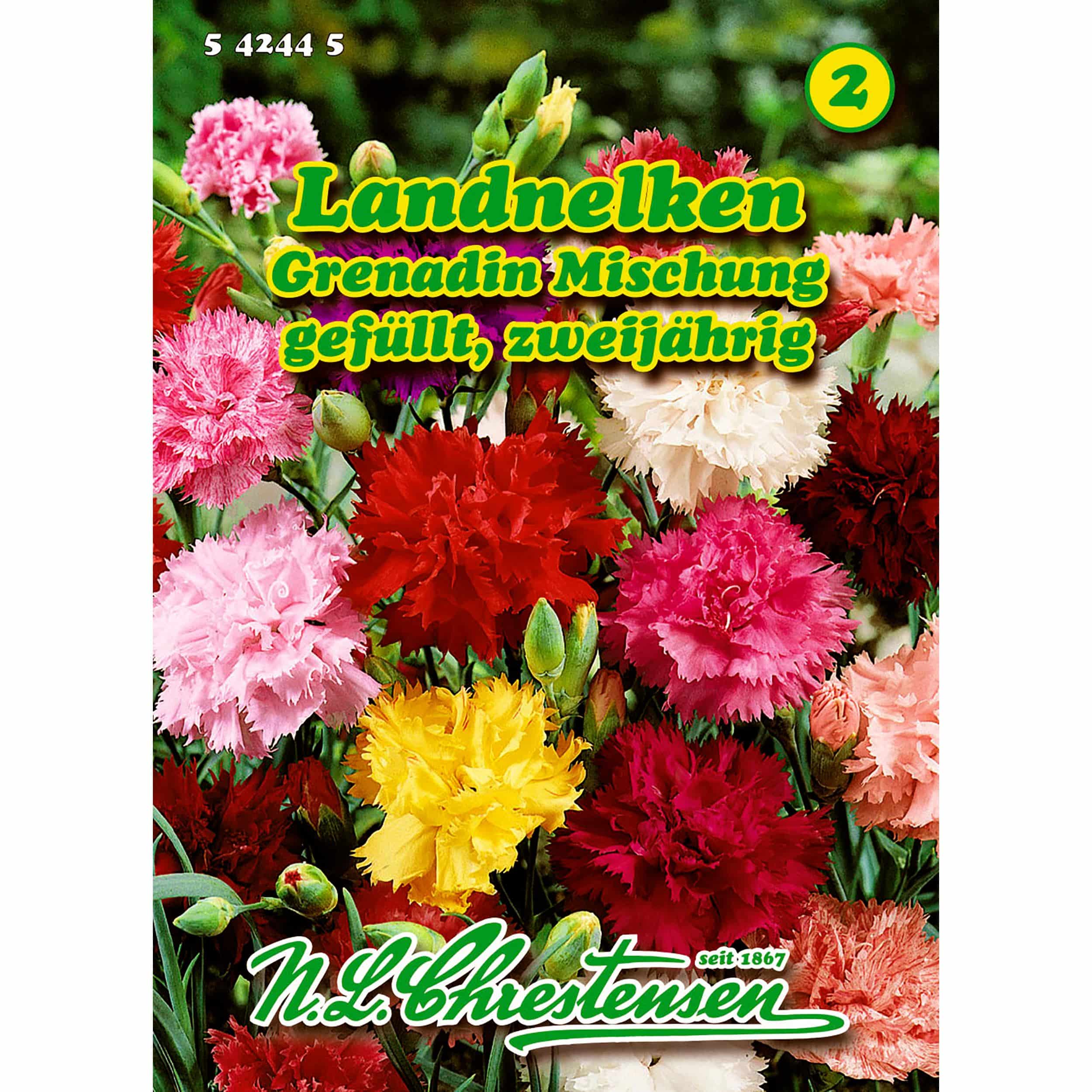 Dianthus, Landnelken, Grenadin Mischung