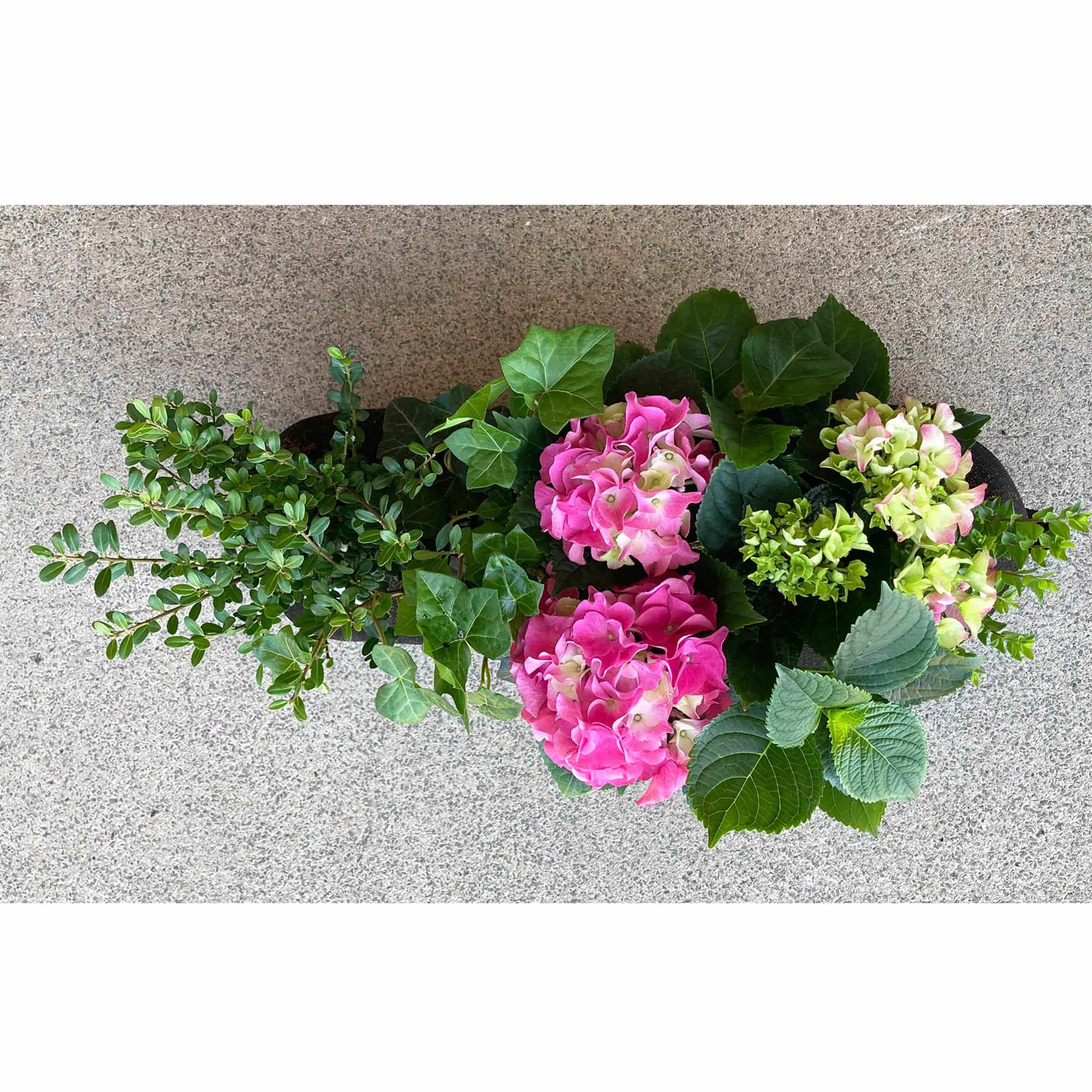 Hortensien-Bag 'Schattenkönigin' für Lechuza Blumenkästen 45 cm pink Halbschatten
