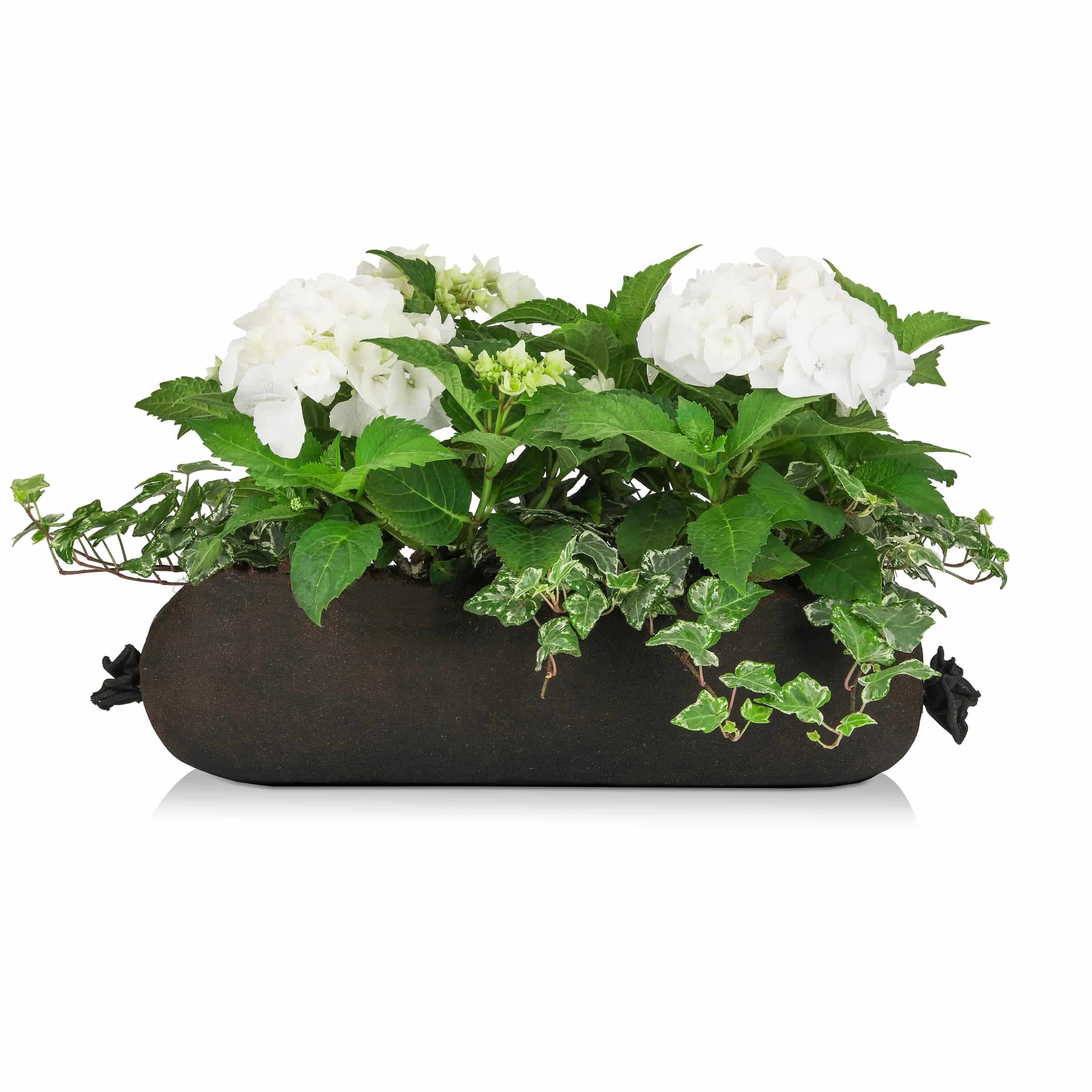 Hortensien-Bag 'Schattenkönigin' 50 cm weiß/grün Halbschatten
