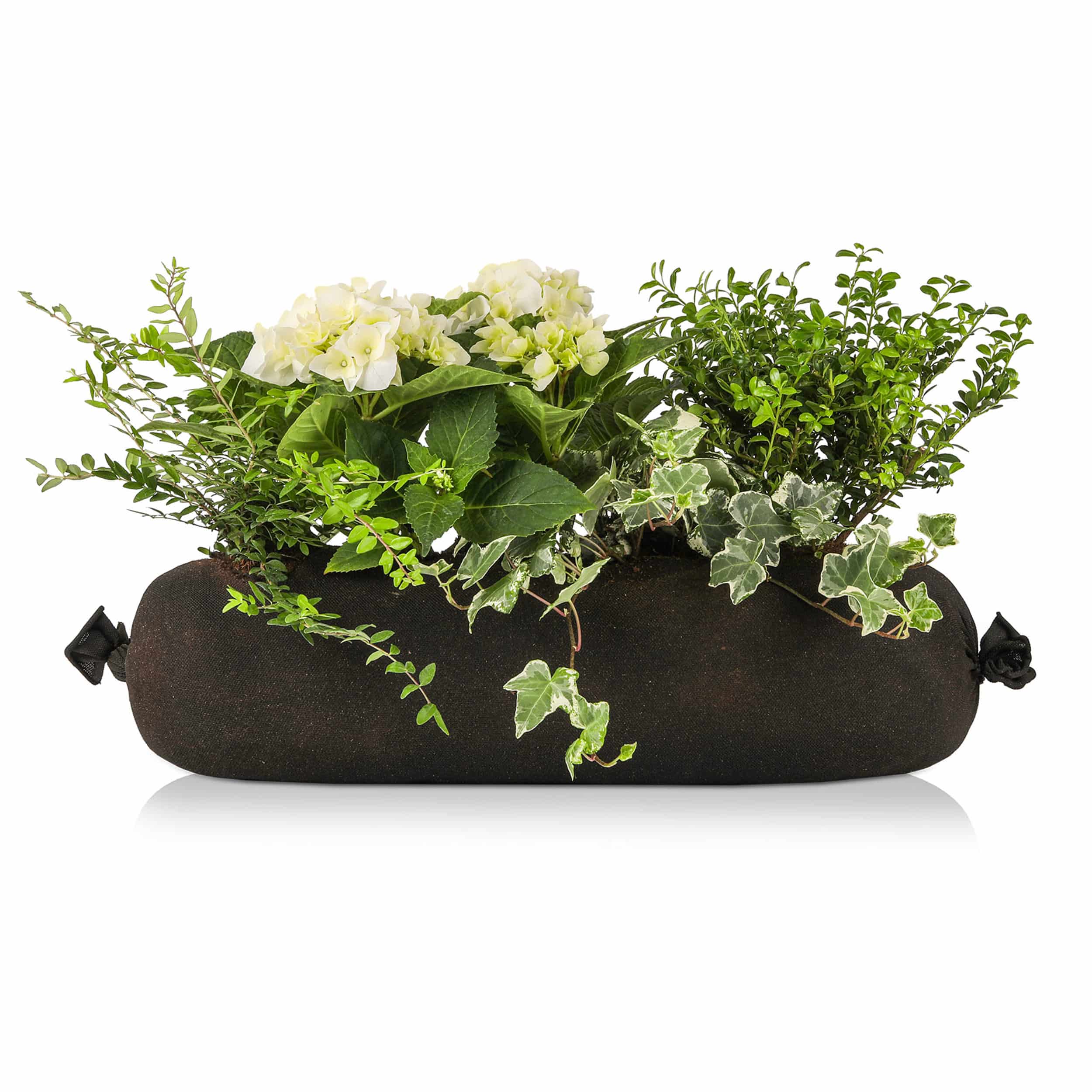 Hortensien-Bag 'Schattenkönigin' 70 cm weiß/grün Halbschatten