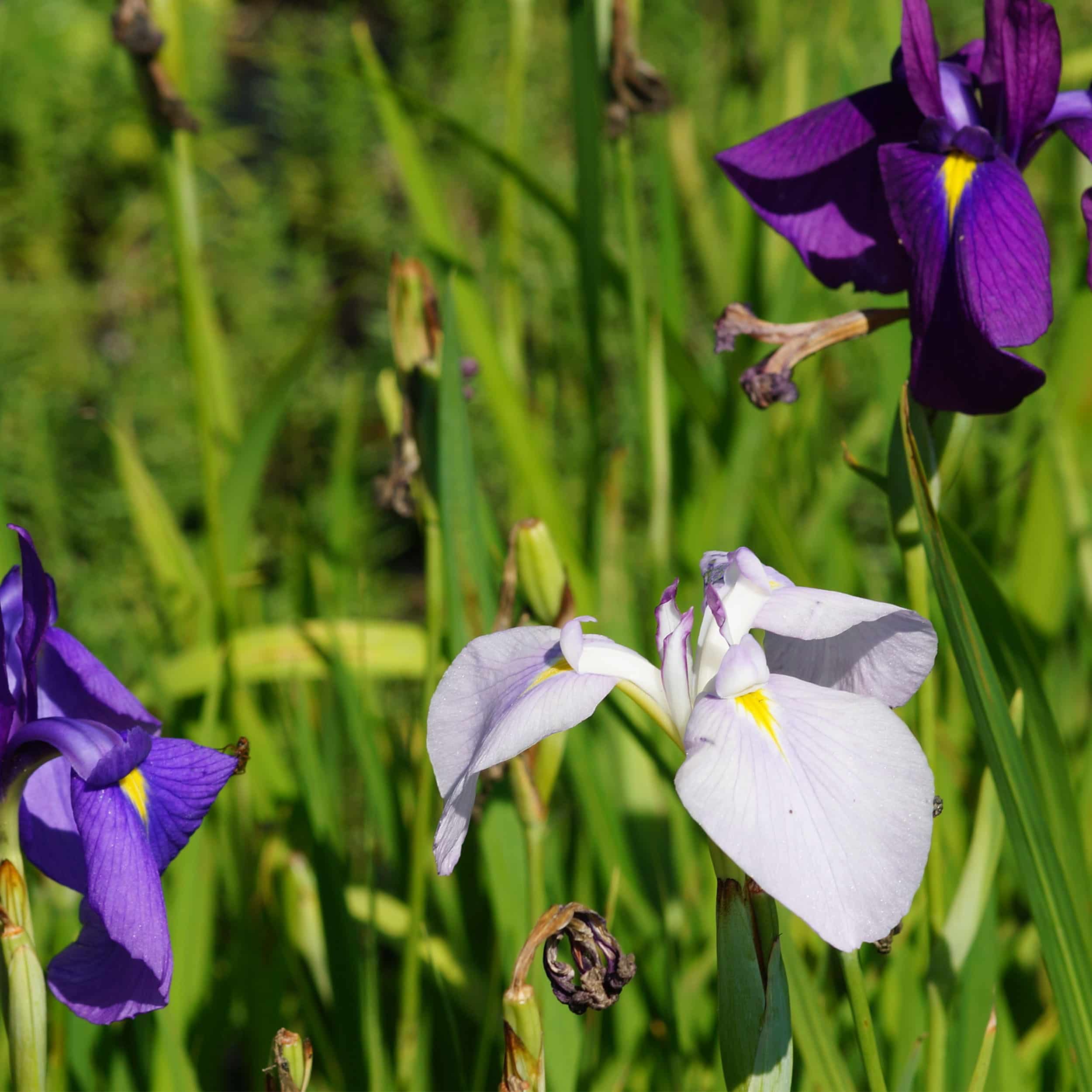 Iris ensata (kaempferi) - Japan-Schwertlilie
