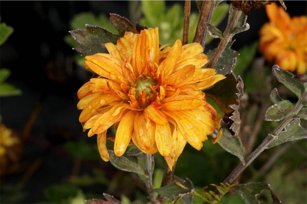 Chrysanthemum Indicum-Hybr. 'Cydonia' - Winteraster