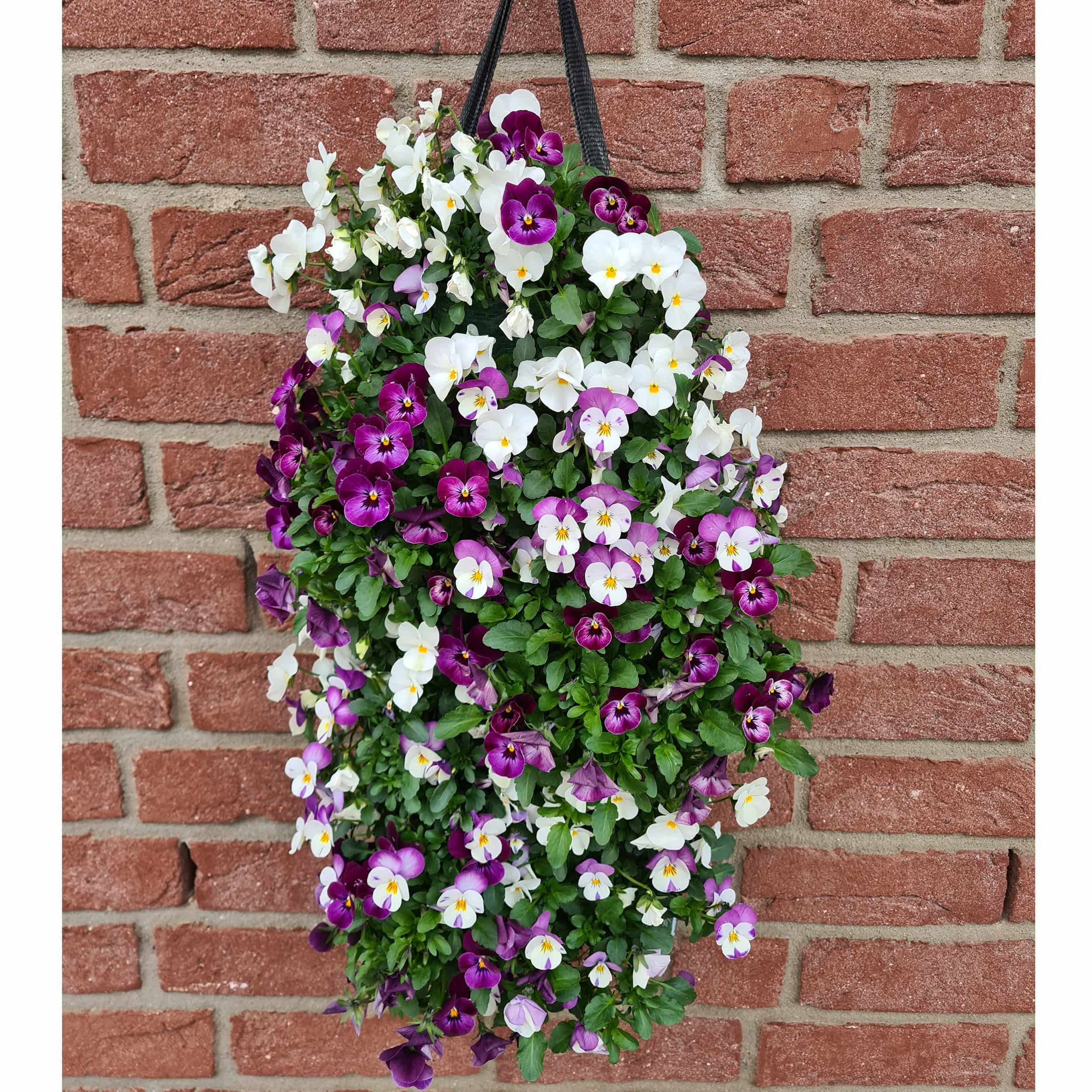 Hornveilchen-Wandhänger 'Vertical' L50 cm Blütenfarbe: Trio weiß-rosa-lila