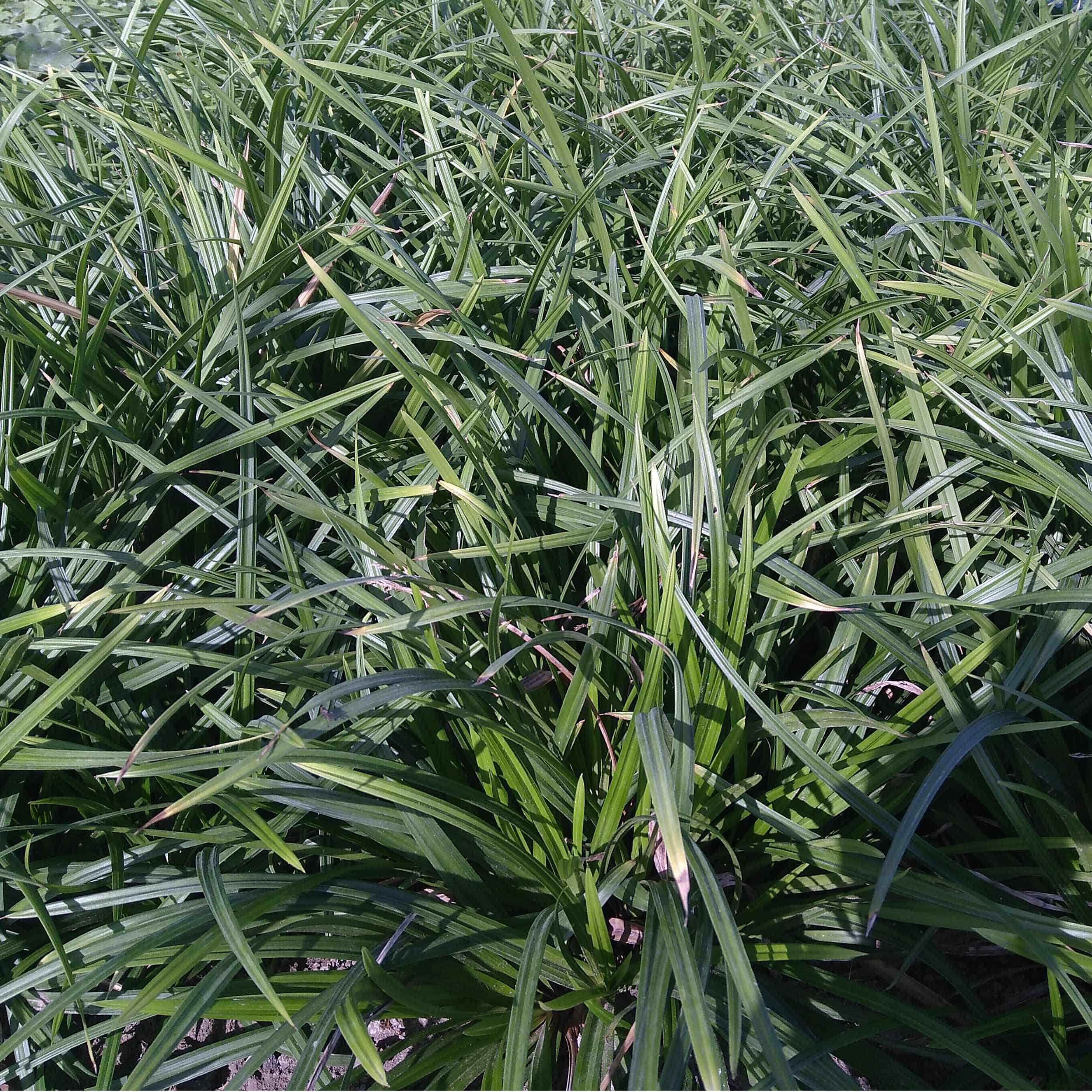 Carex foliosissima 'Irish Green' - Segge