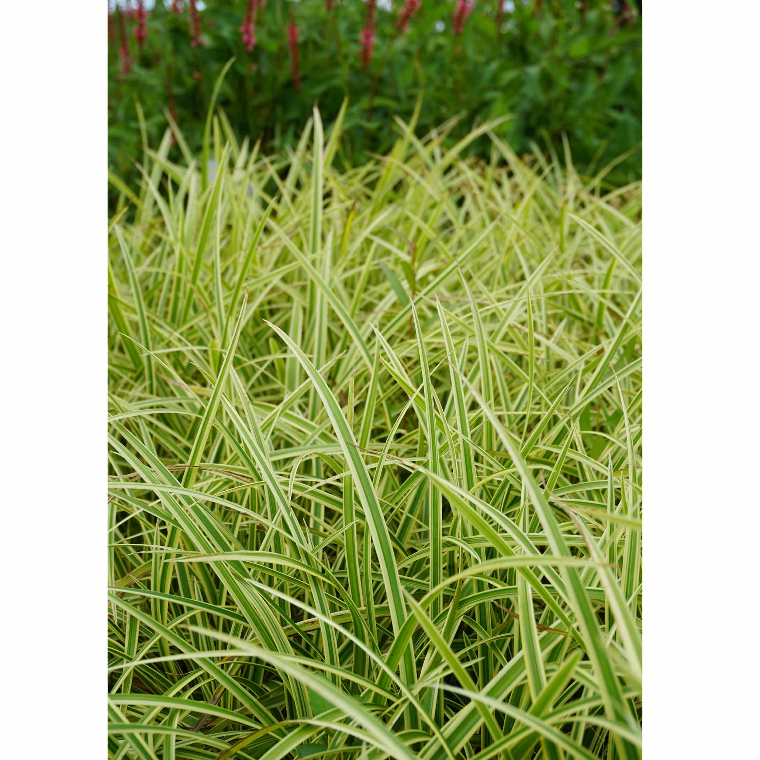 Carex foliosissima 'Vanilla Ice' (R) ('Vanice')  - Gelbbunte Segge