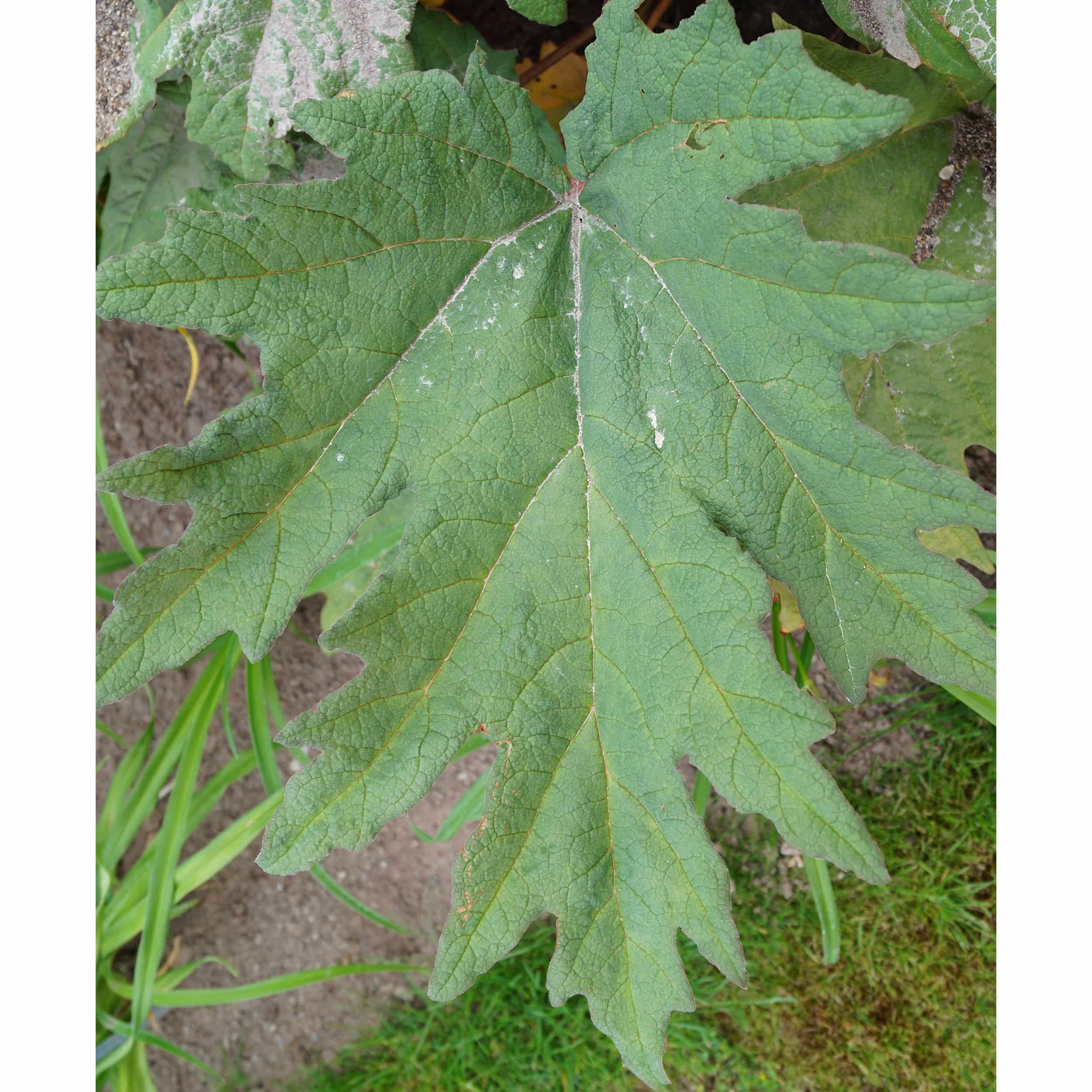 Rheum palmatum var. tanguticum - Kron-Rhabarber