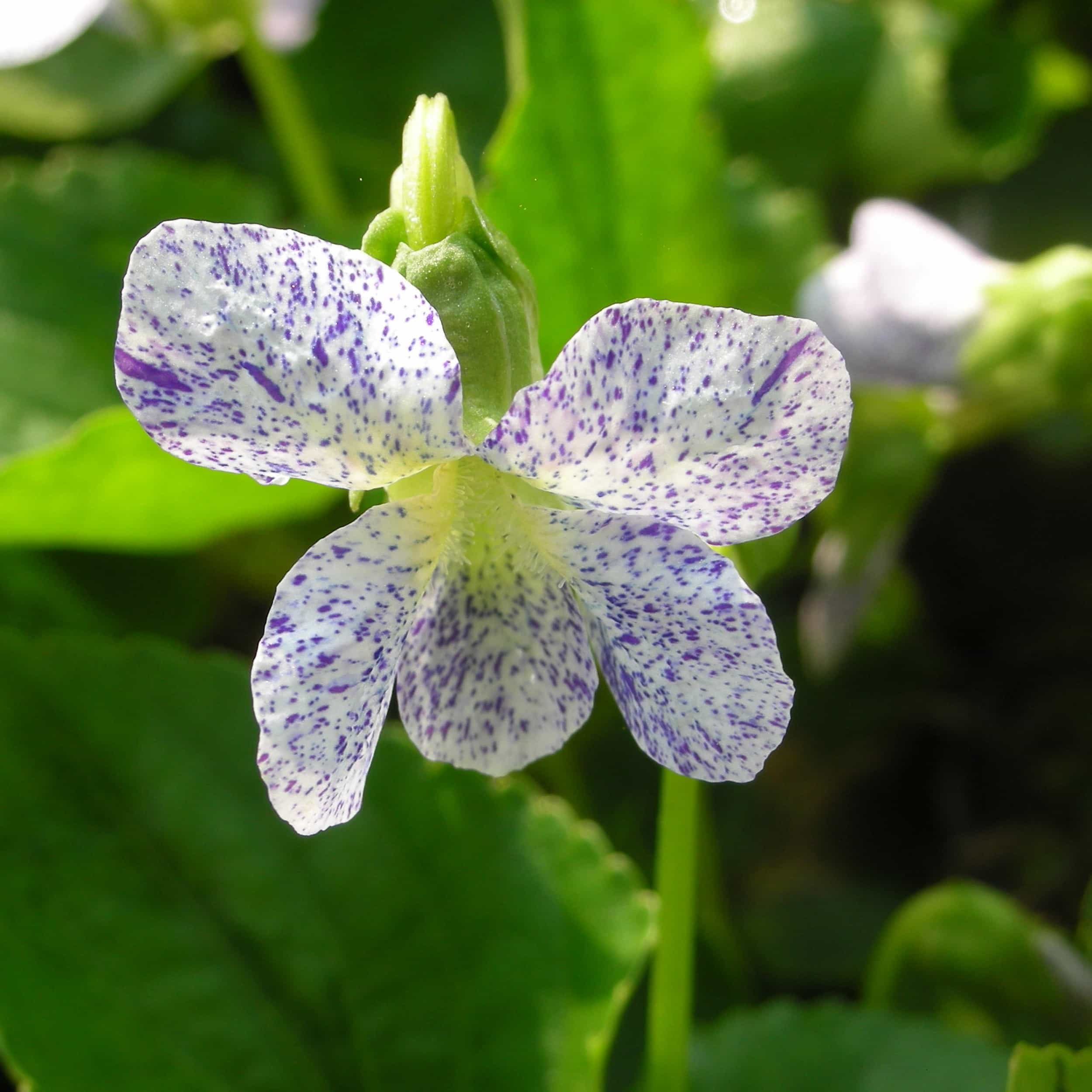 Viola sororia 'Freckles' - Pfingstveilchen