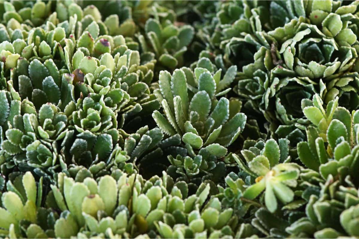 Saxifraga paniculata - Silberrosettensteinbrech