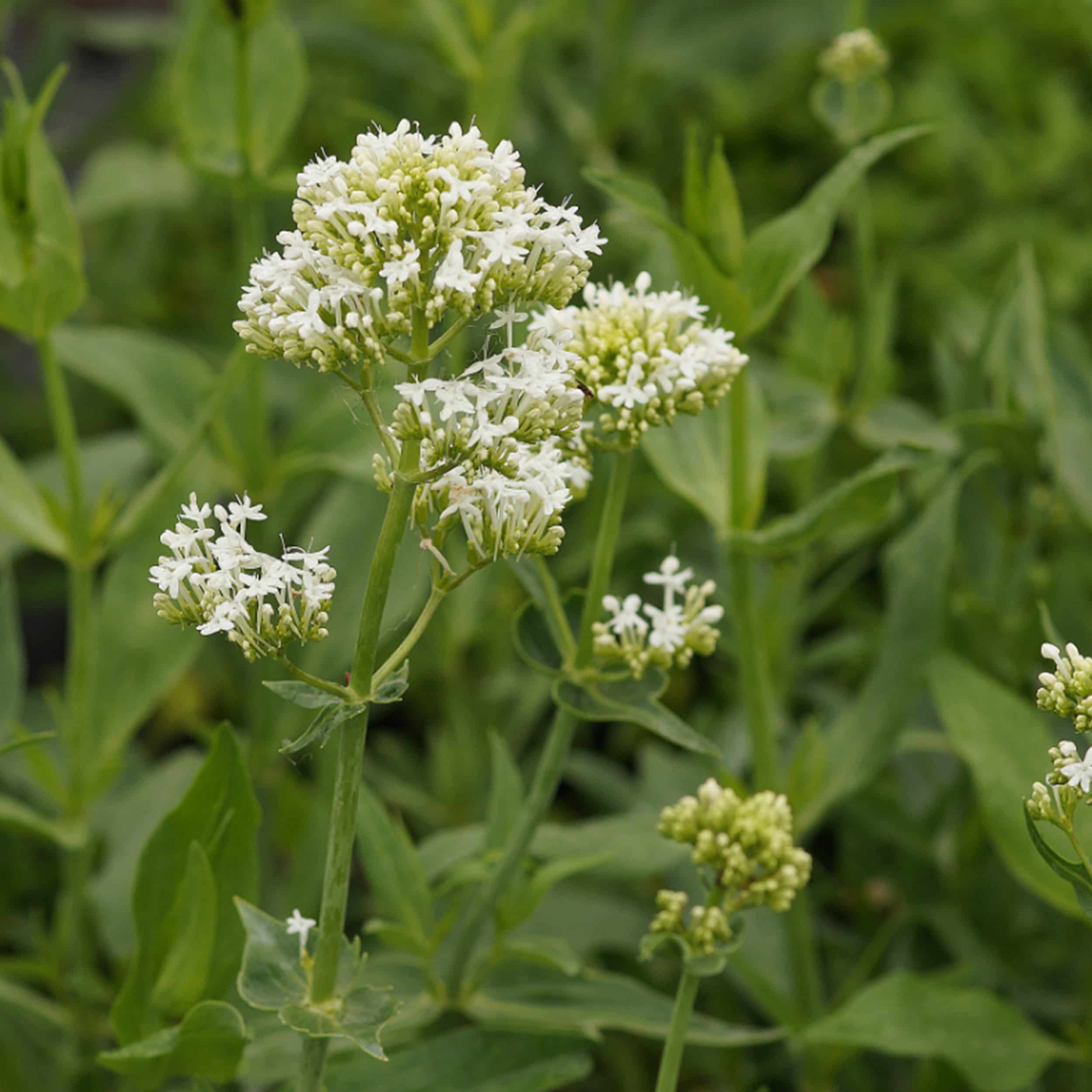 Centranthus ruber 'Albus' - Weißblühende Spornblume