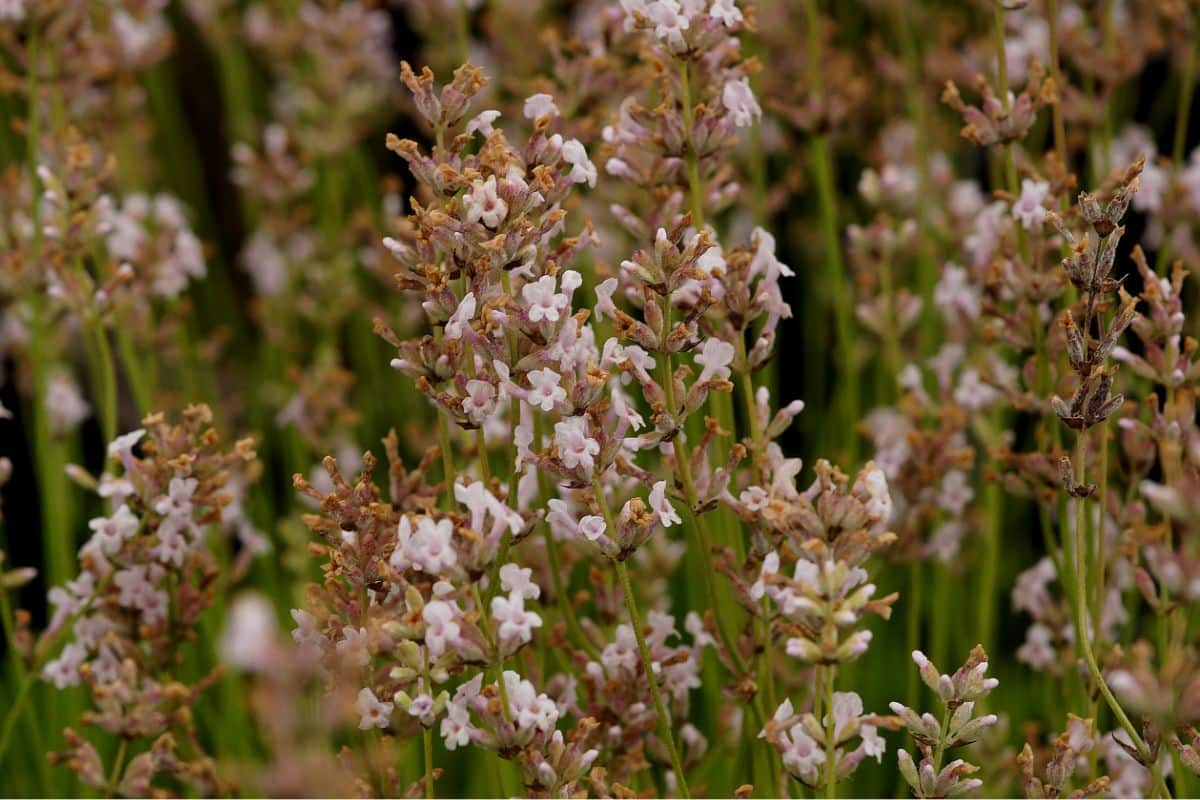 Lavandula angustifolia 'Rosea' - Lavendel