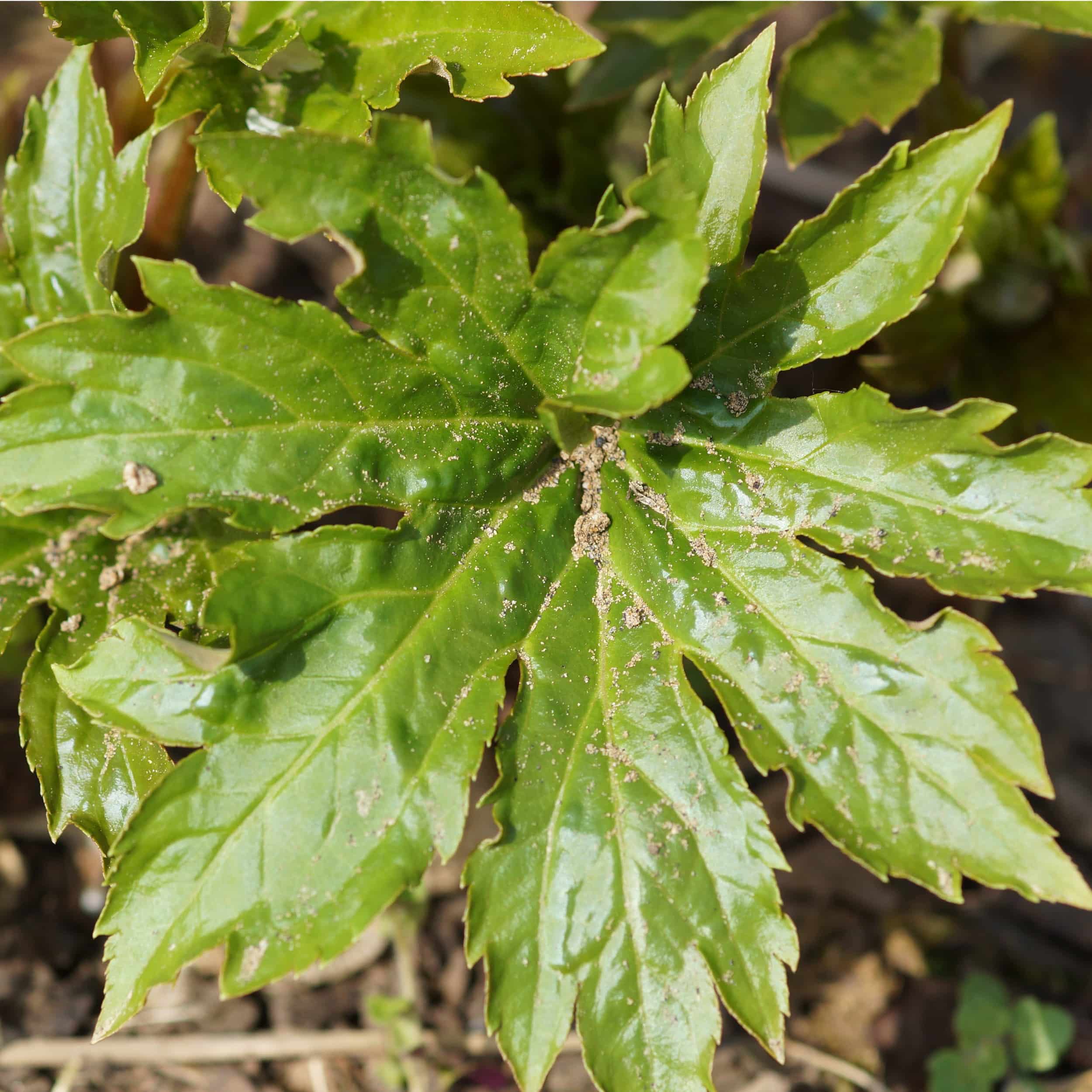 Aceriphyllum (Mukdenia) rossii - Ahornblatt