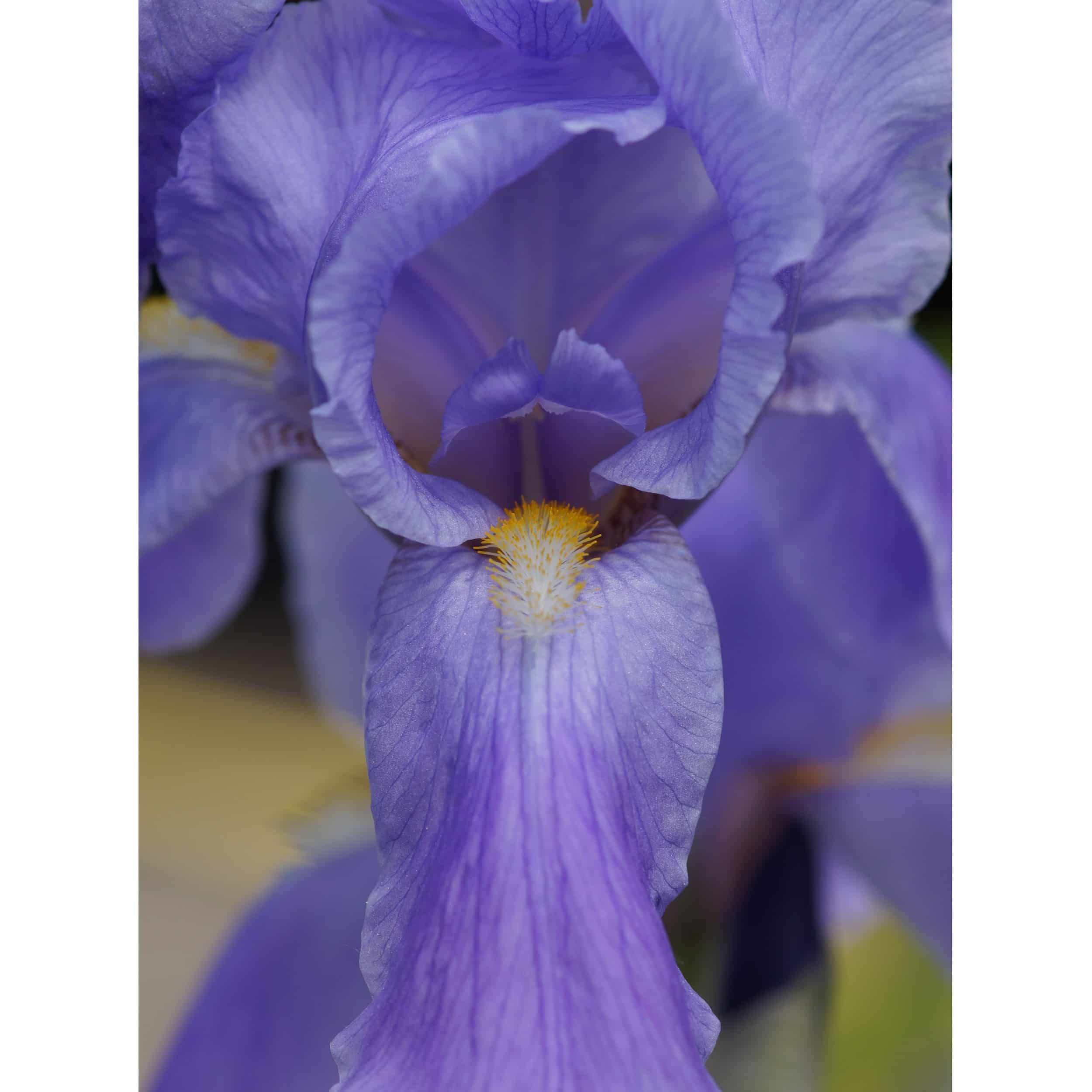 Iris pallida 'Variegata' - Panaschierte Schwertlilie