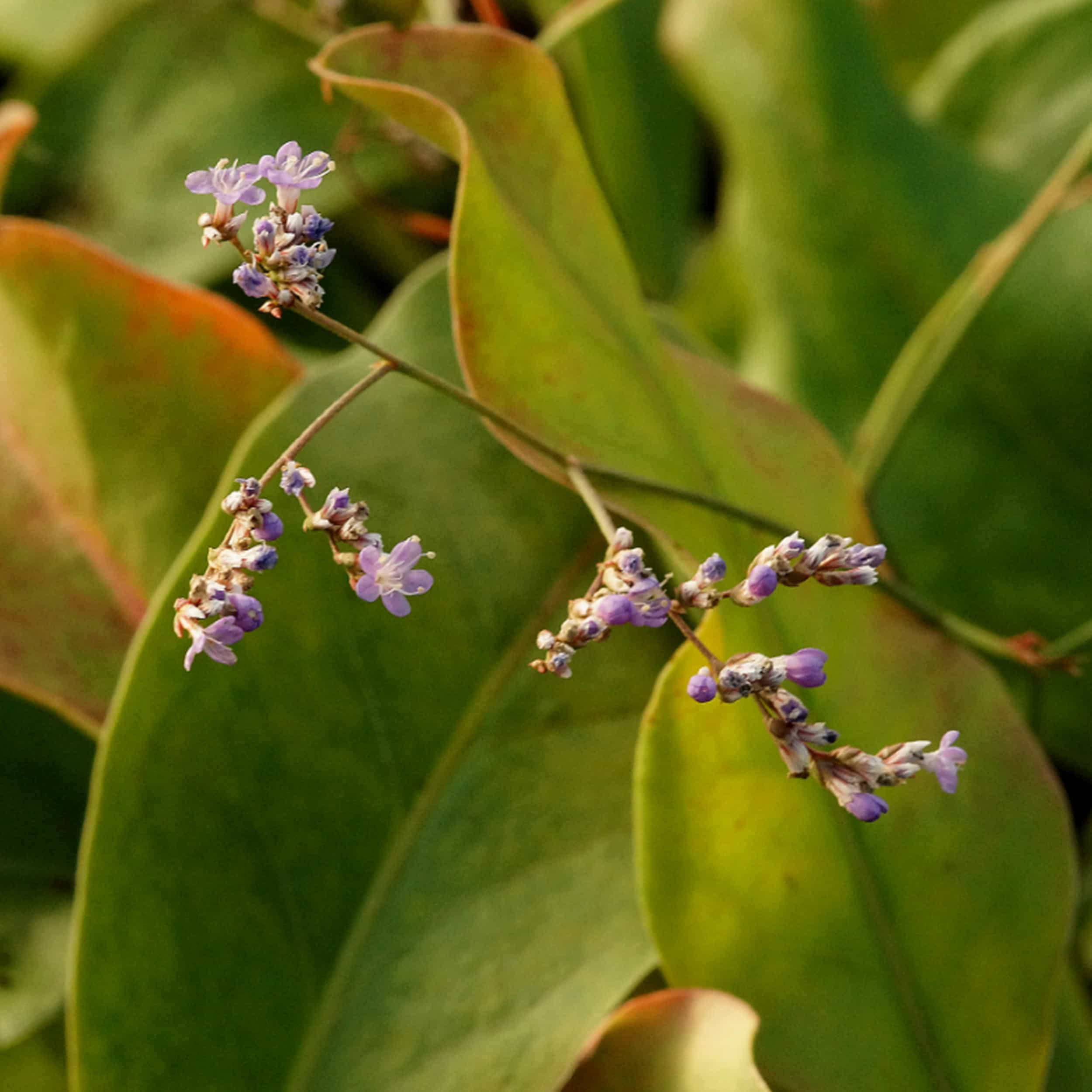 Limonium latifolium - Meerlavendel, Strandflieder