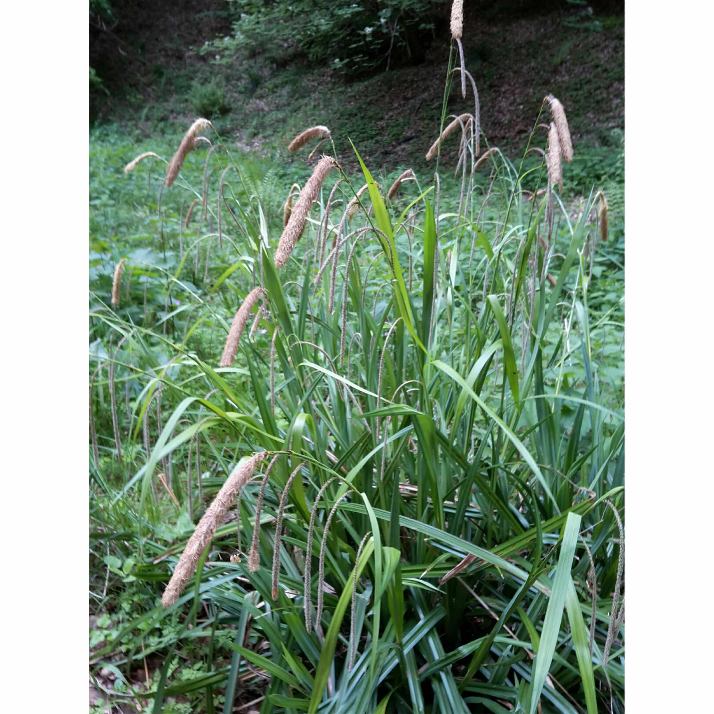 Carex pendula - Riesen-Segge