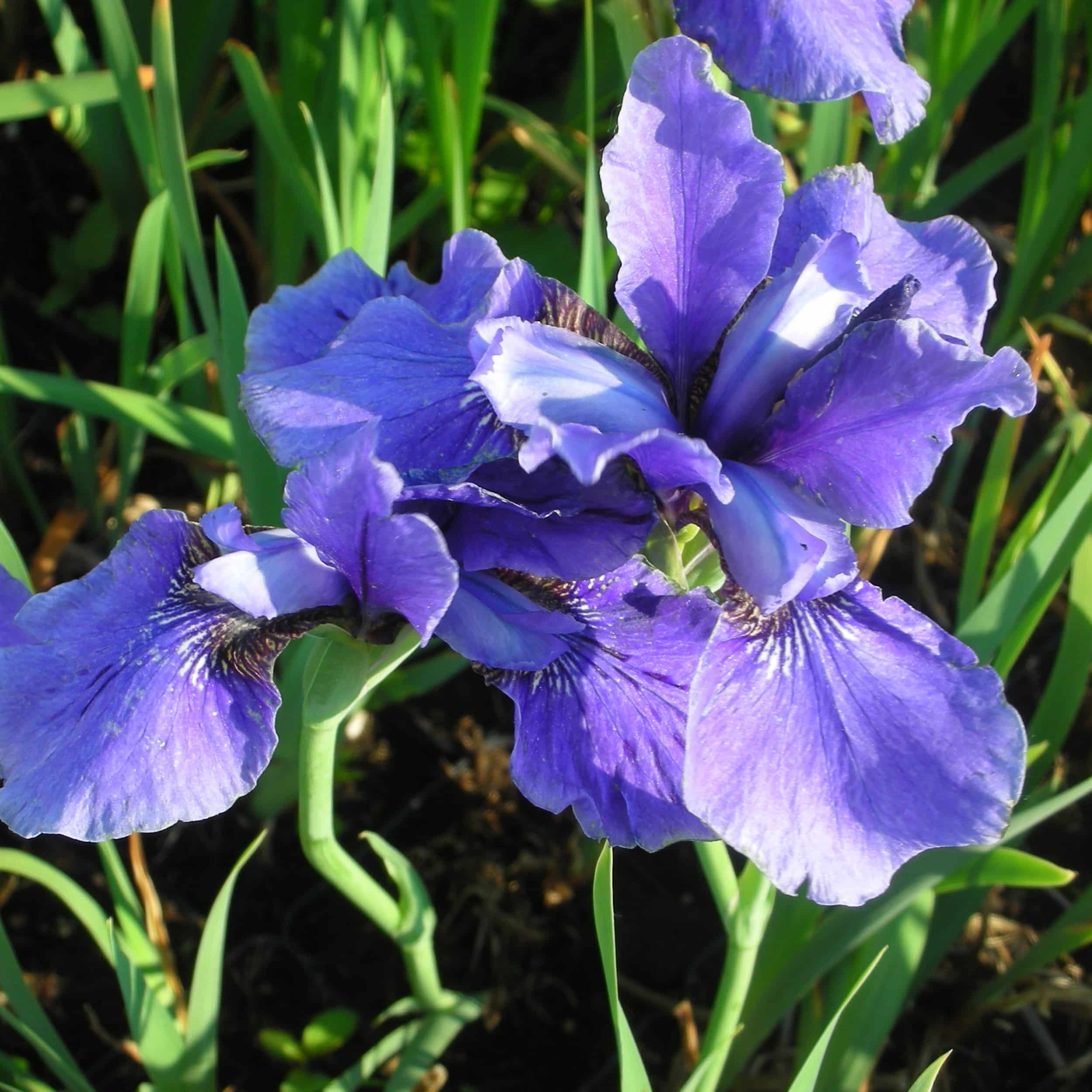 Iris sibirica 'Dreaming Spires' - Wiesenschwertlilie